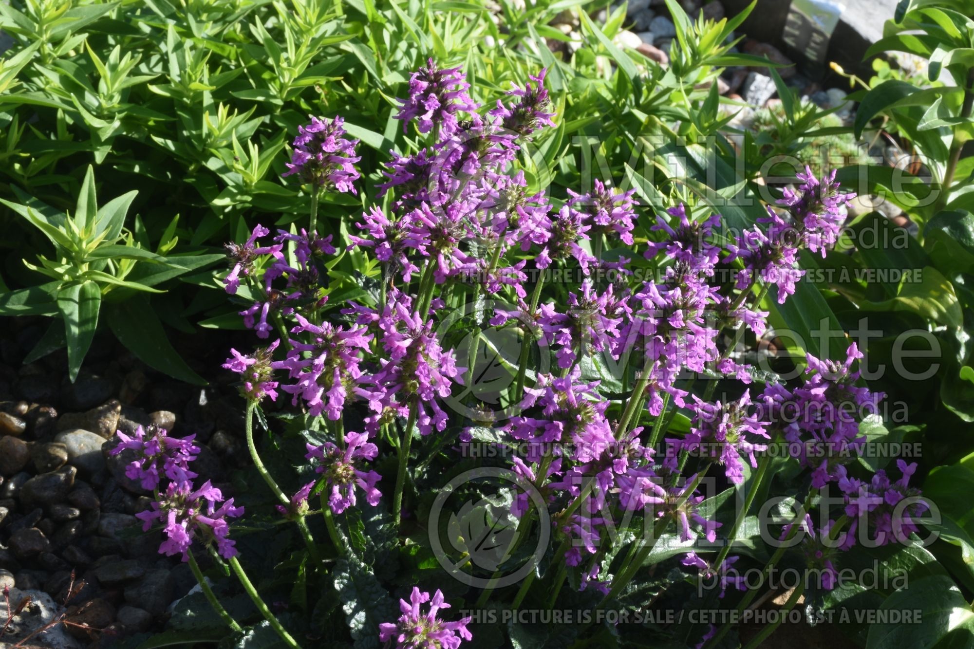 Stachys spathulata aka minima (dwarf betony) 3