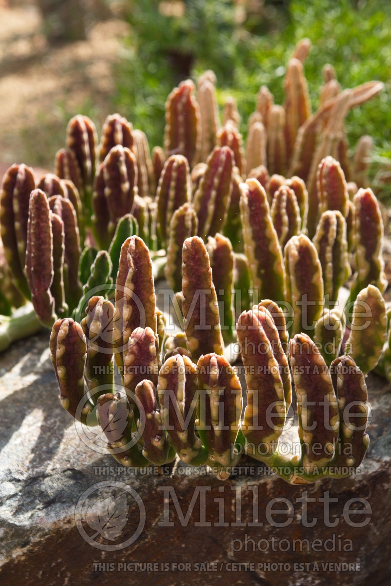 Stapelia gigantea (aasblom, Giant carrion flower Zulu giant) 1