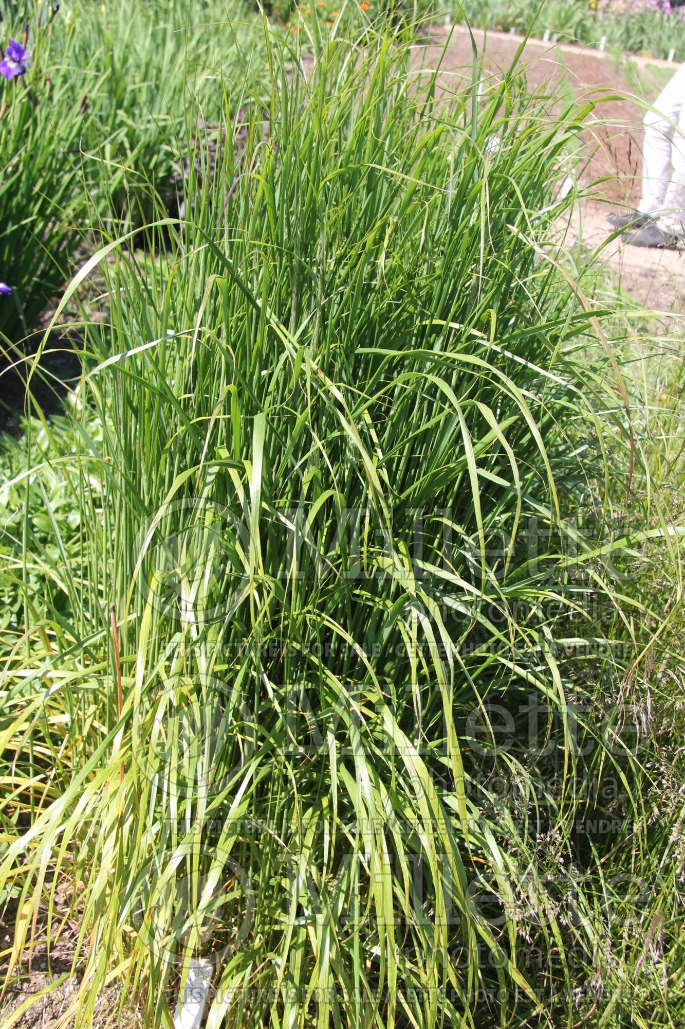 Stipa aka Achnatherum calamagrostis (Spear Grass, Needle Grass ornamental grass) 1