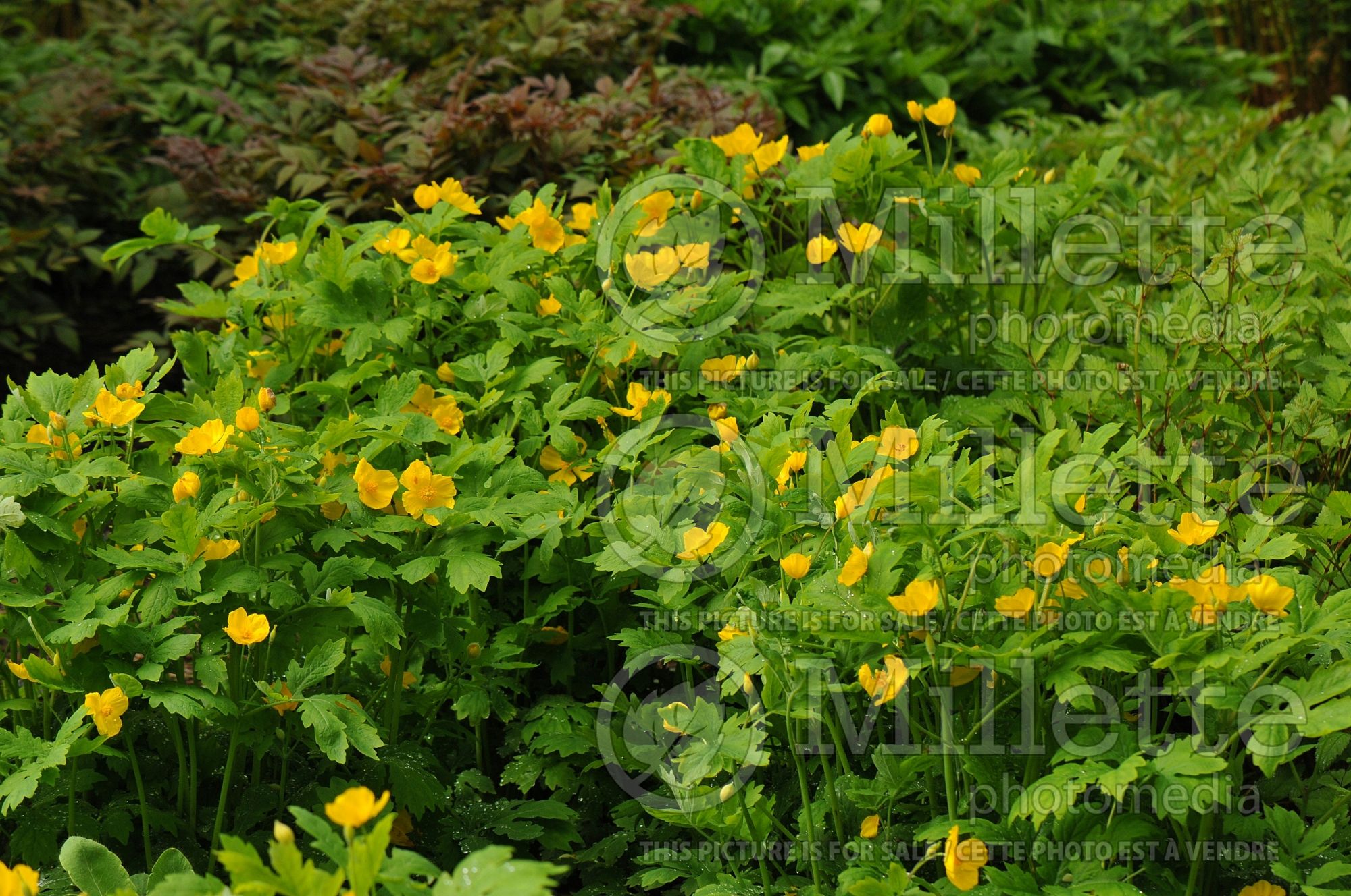 Stylophorum diphyllum (Celandine Poppy) 4