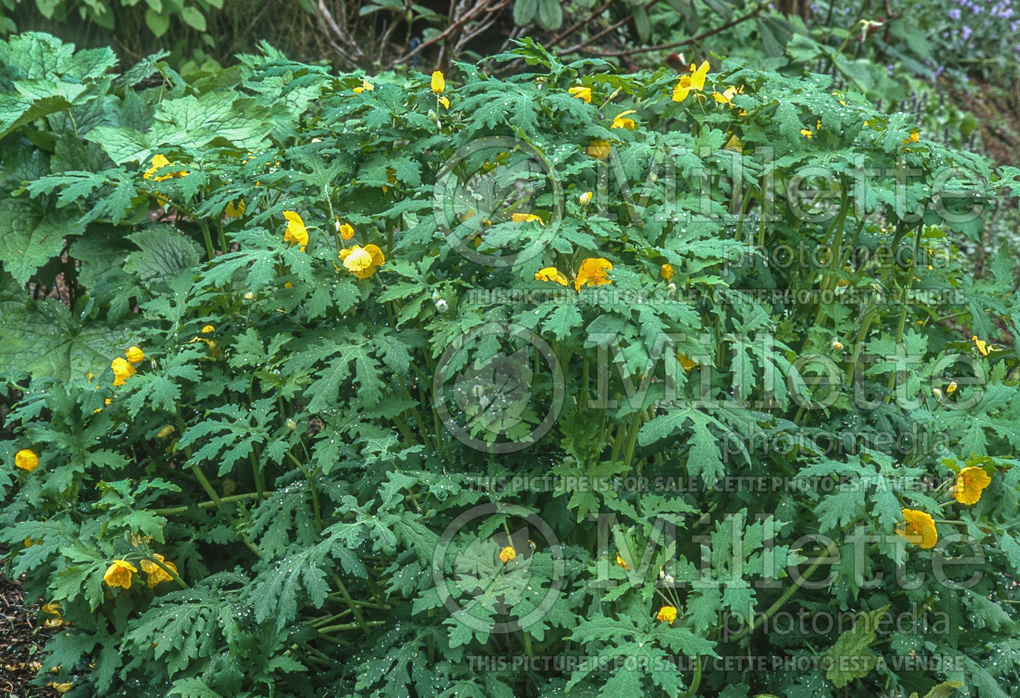 Stylophorum diphyllum (Celandine Poppy) 3