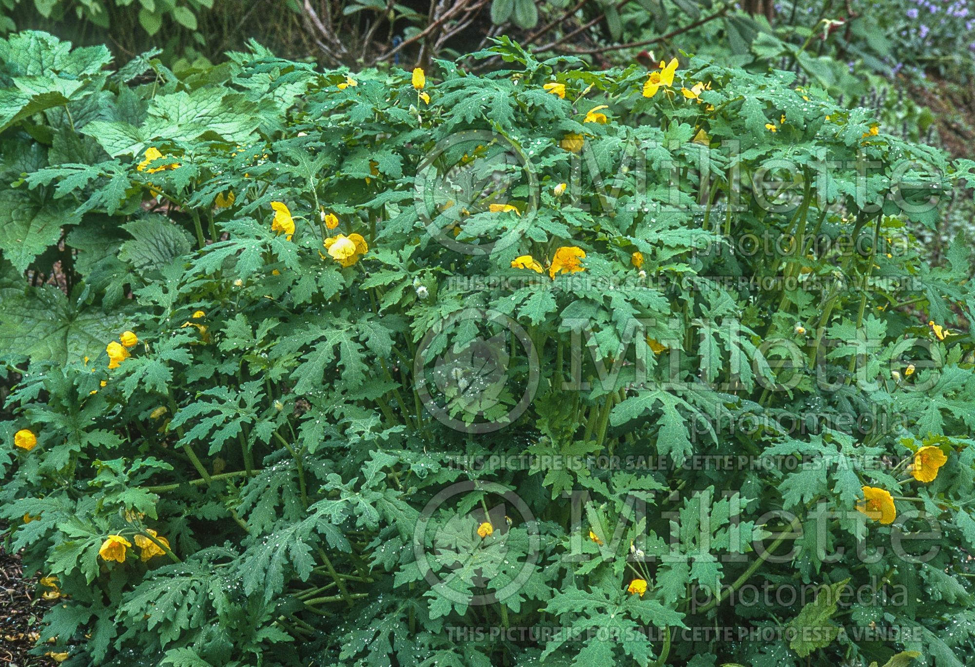 Stylophorum diphyllum (Celandine Poppy) 5