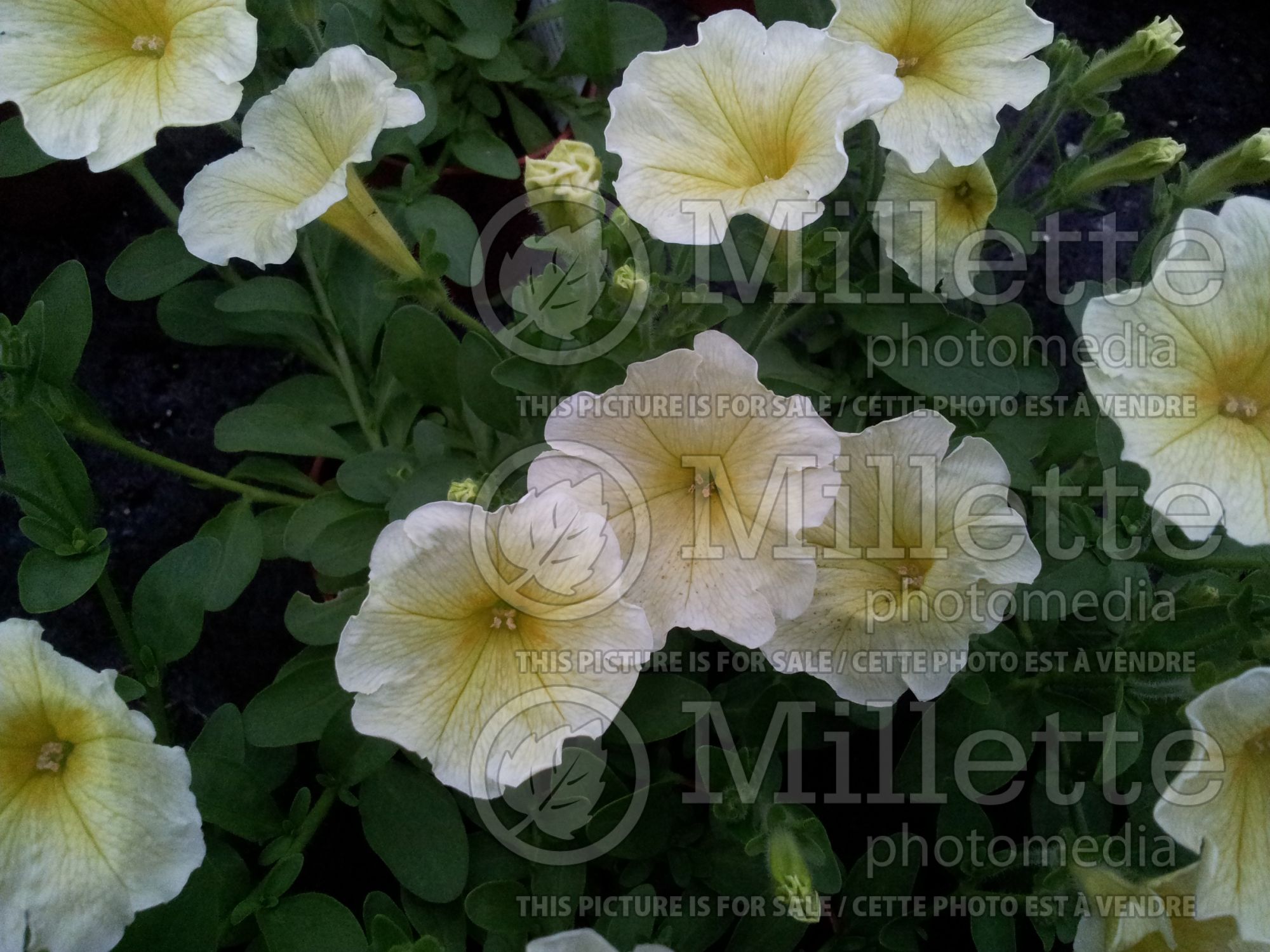 Surfinia Victorian Yellow (petunia) 2