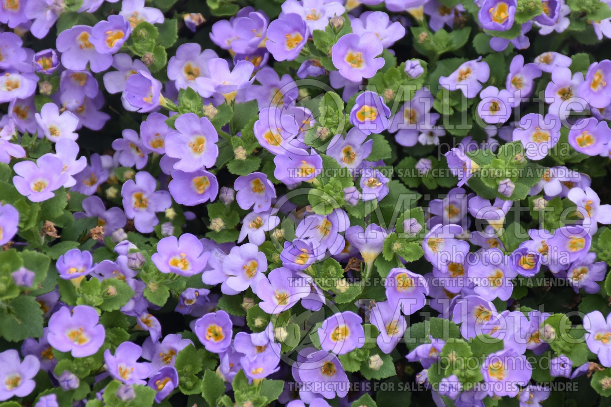 Sutera Versa Blue (Bacopa) 1