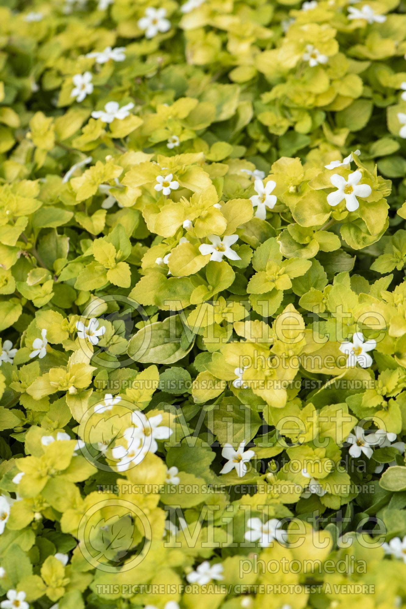 Sutera aka Bacopa Scopia Golden Leaves White (Water Hyssop) 1
