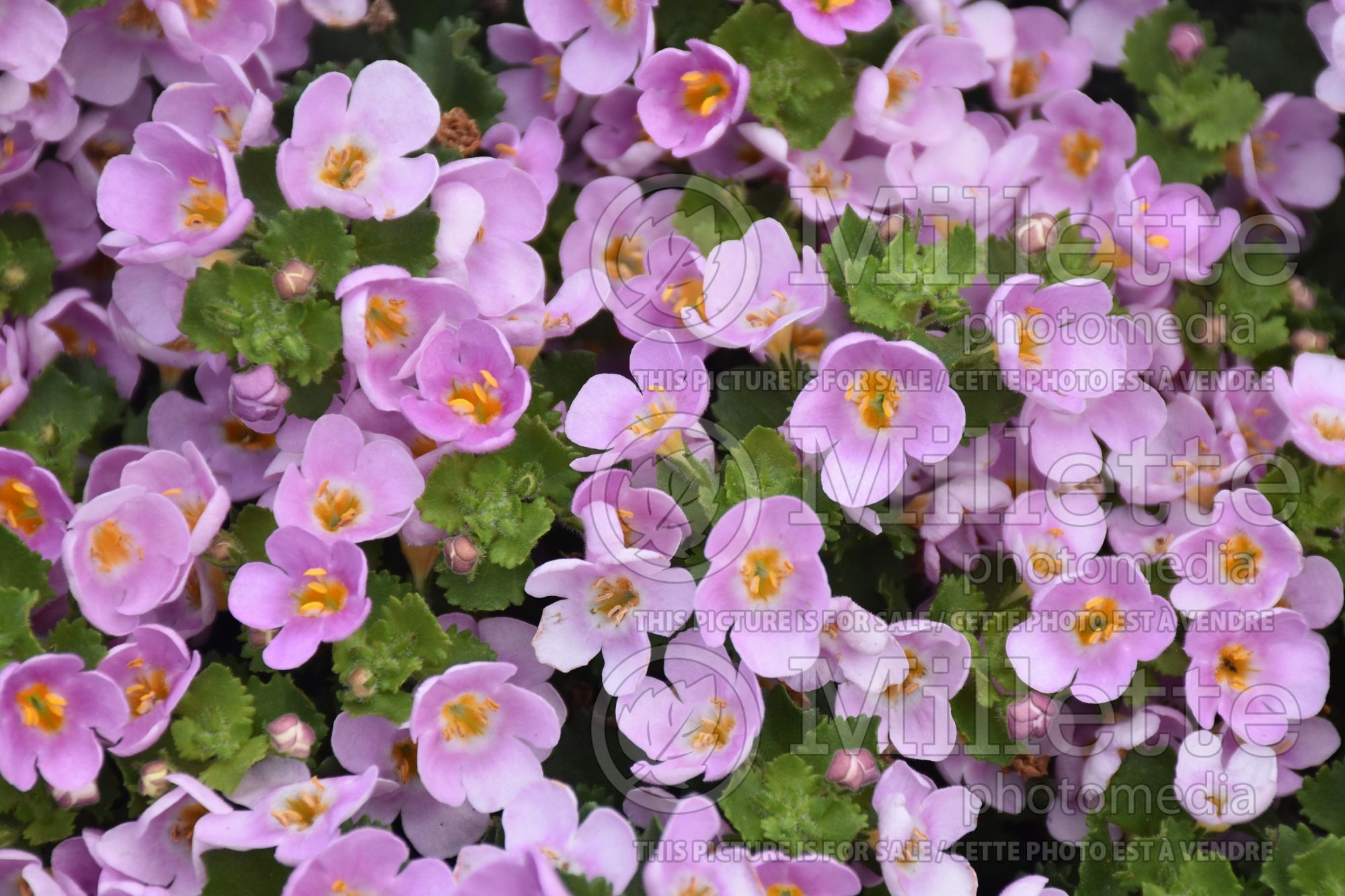Sutera aka Bacopa Versa Pink Shine aka Balverpine (Bacopa) 1