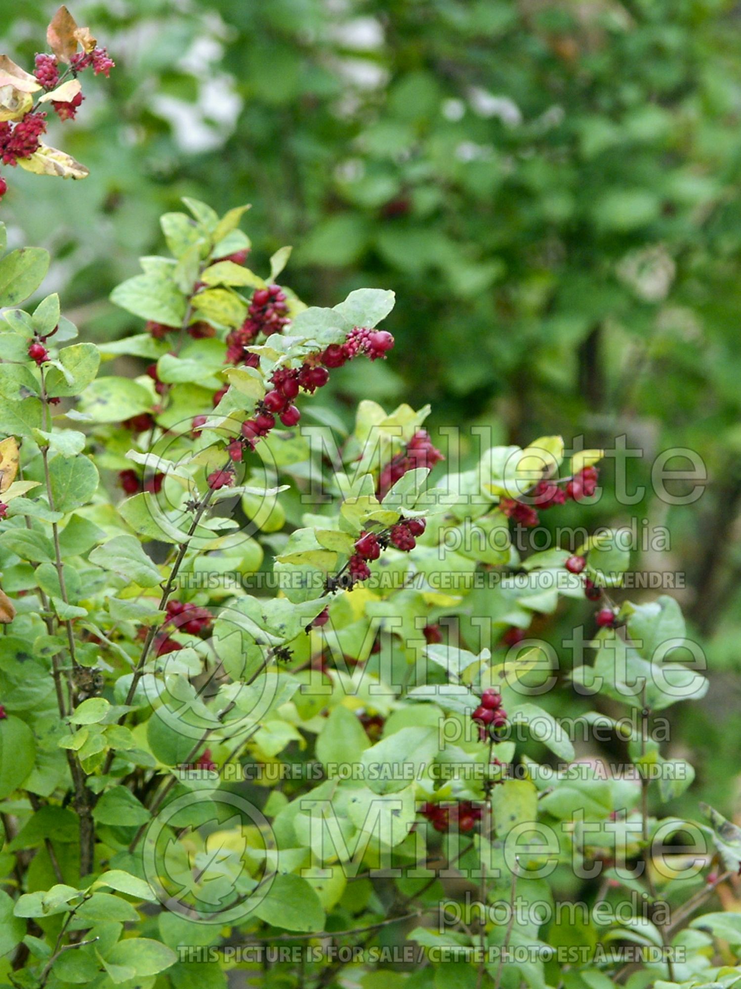 Symphoricarpos Magic Berry (Snowberry) 4
