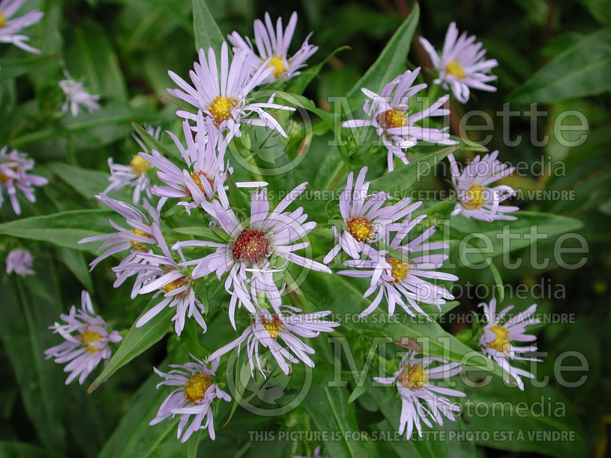 Symphyotrichum puniceum (purplestem aster) 1