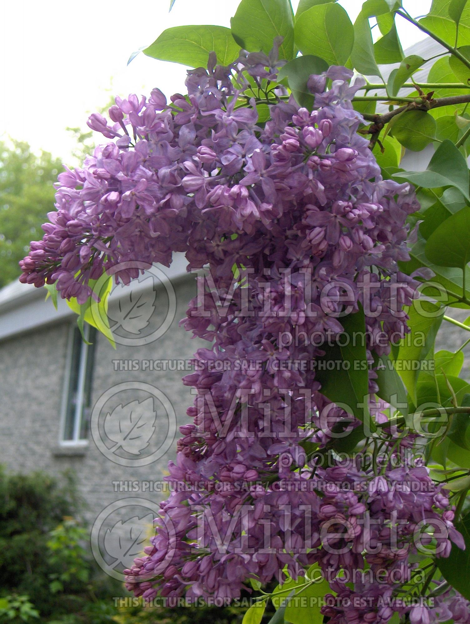 Syringa Lavender Lady (Lilac) 6