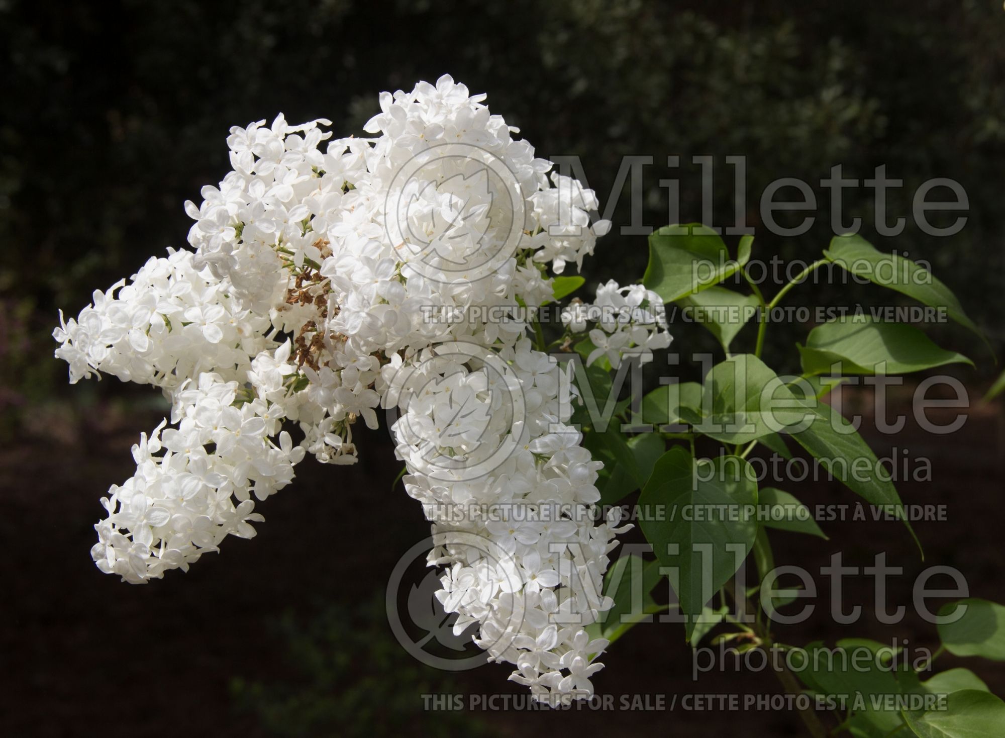 Syringa Betsy Ross (Lilac) 1