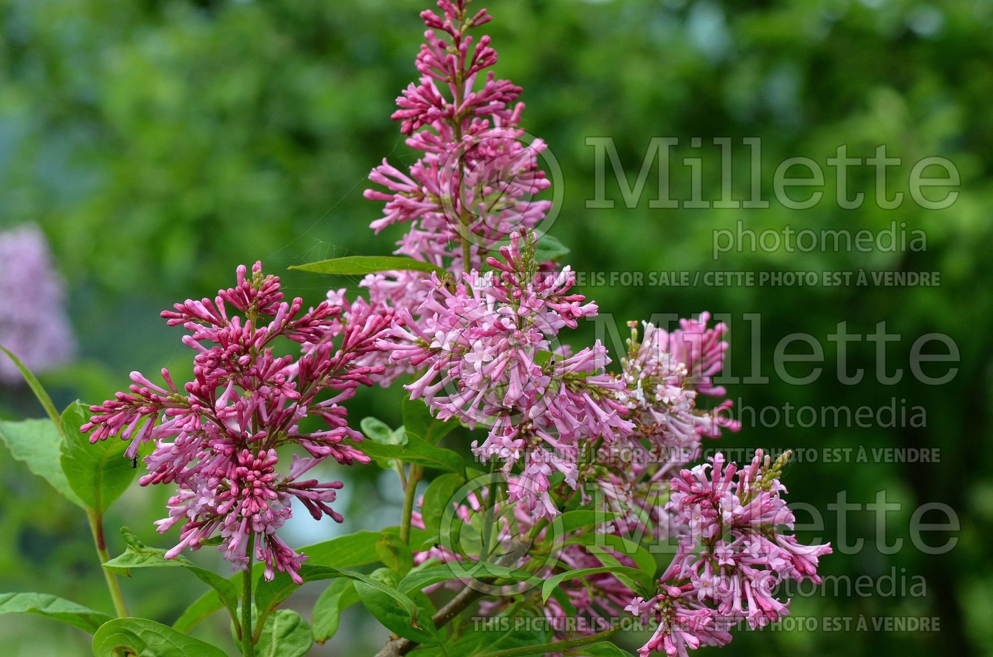 Syringa James MacFarlane (lilac) 8