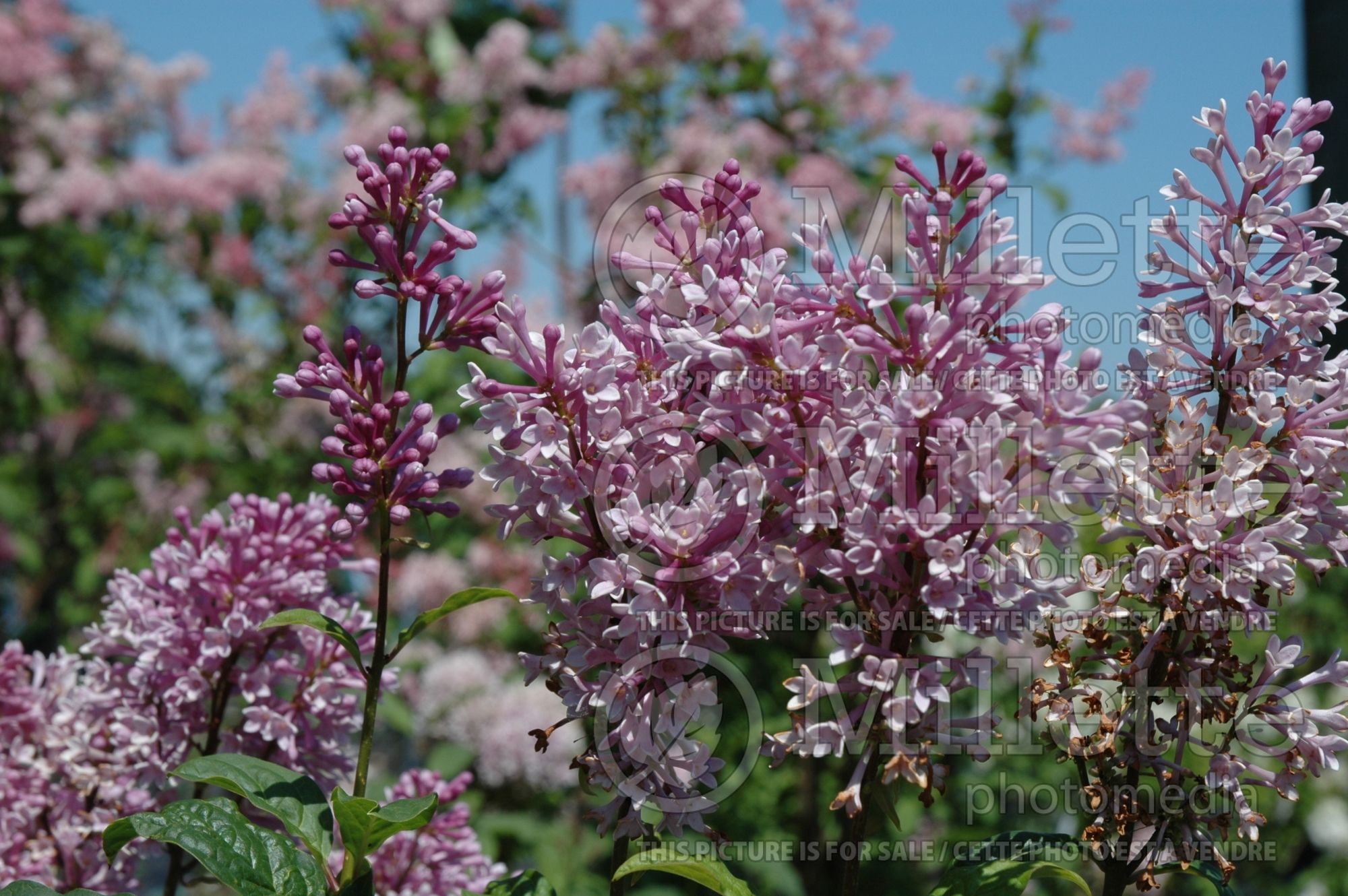 Syringa Royalty (Preston lilac) 2