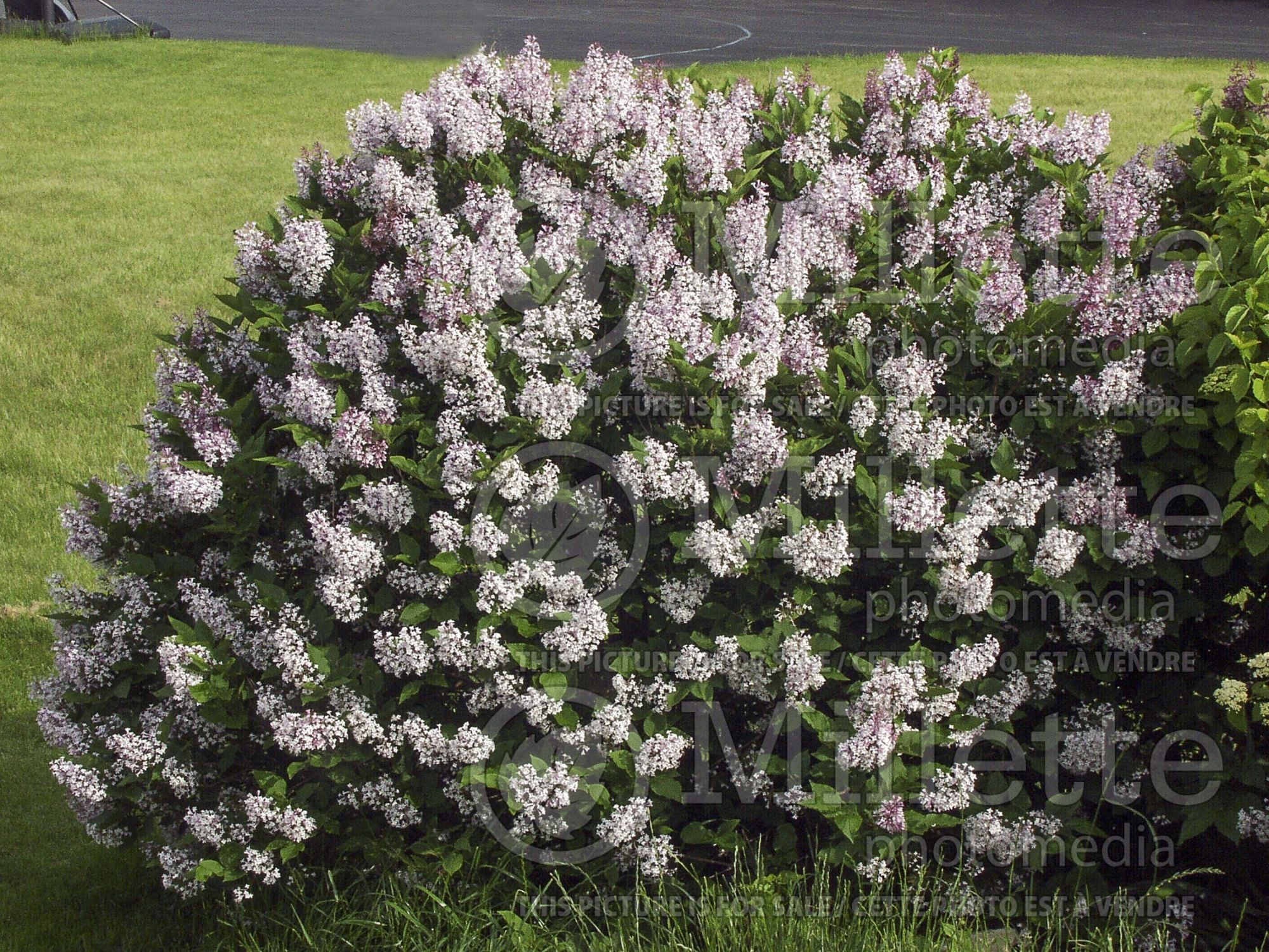Syringa Miss Kim (Korean Lilac) 12