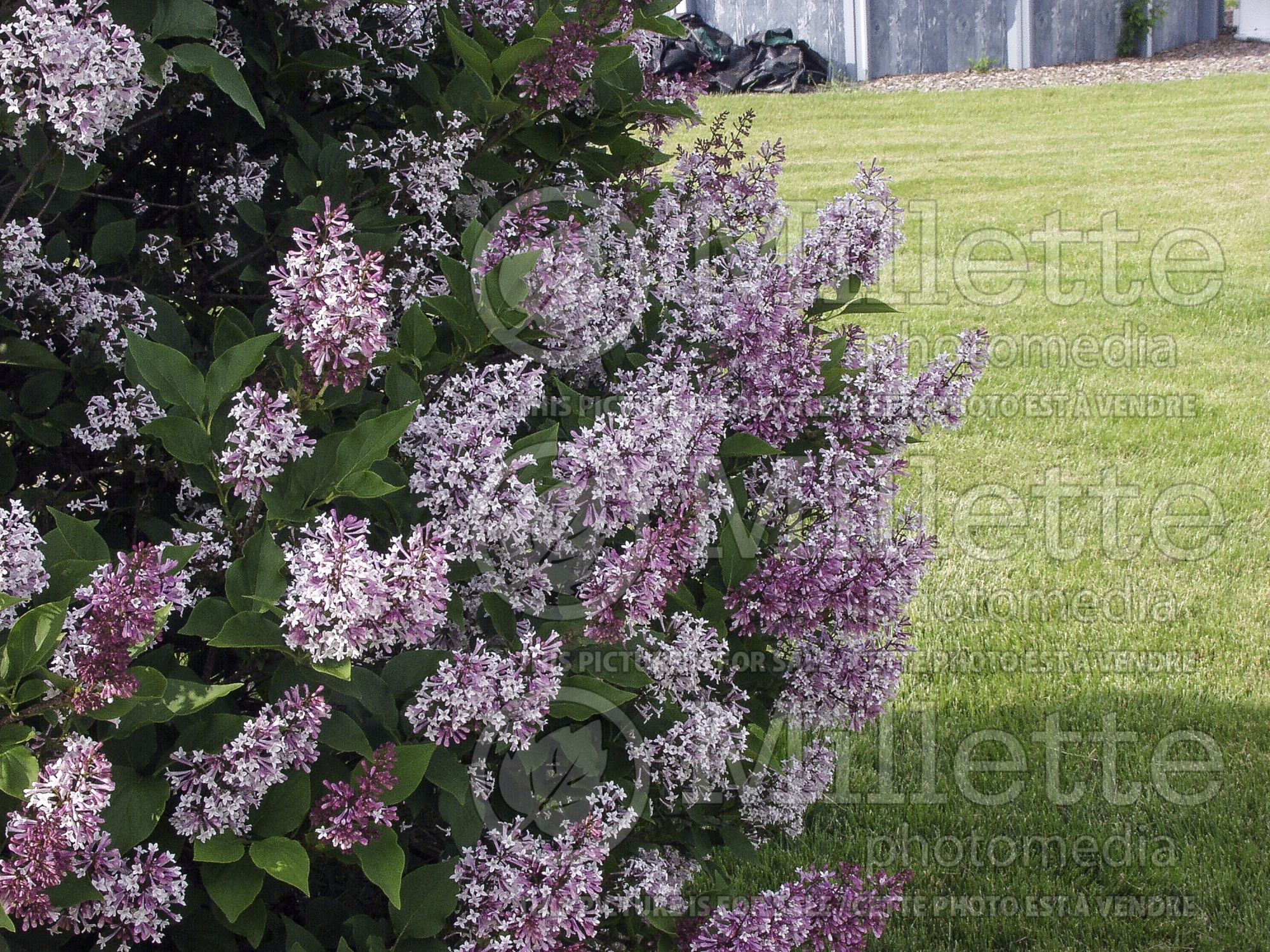Syringa Miss Kim (Korean Lilac) 15