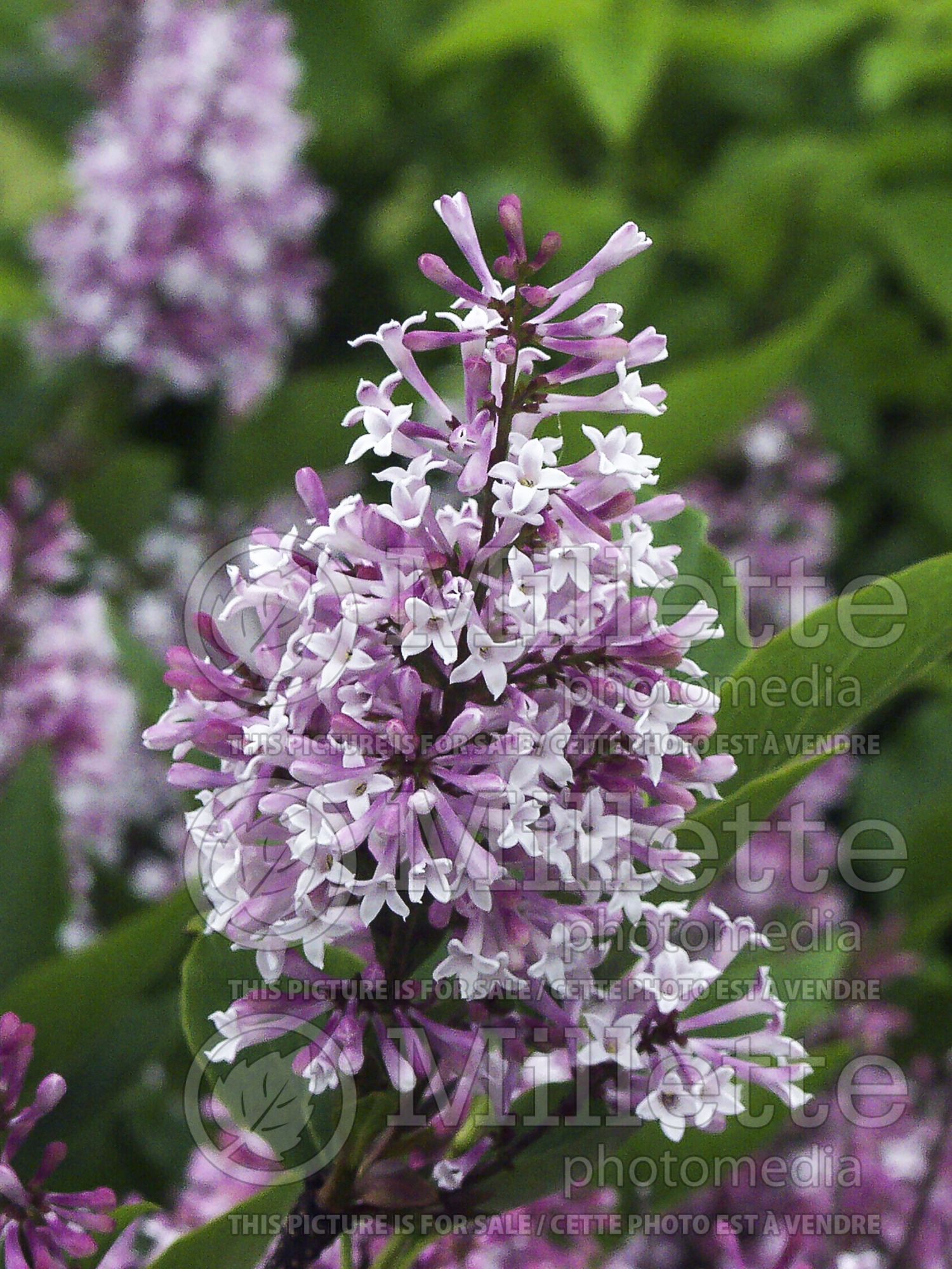Syringa Miss Kim (Korean Lilac) 14