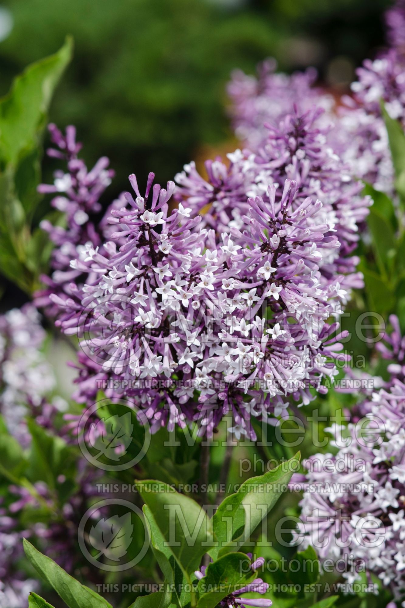 Syringa Miss Kim (Korean Lilac) 7