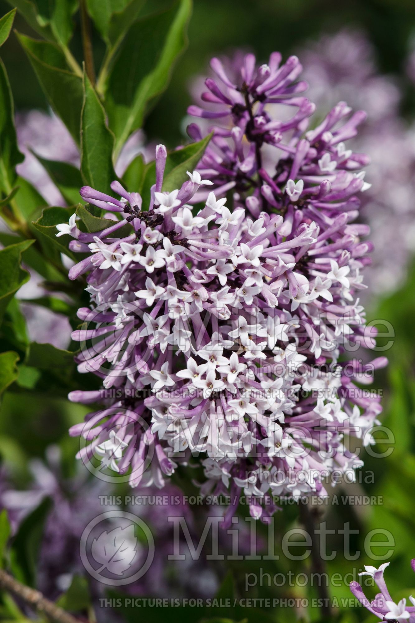 Syringa Miss Kim (Korean Lilac) 8