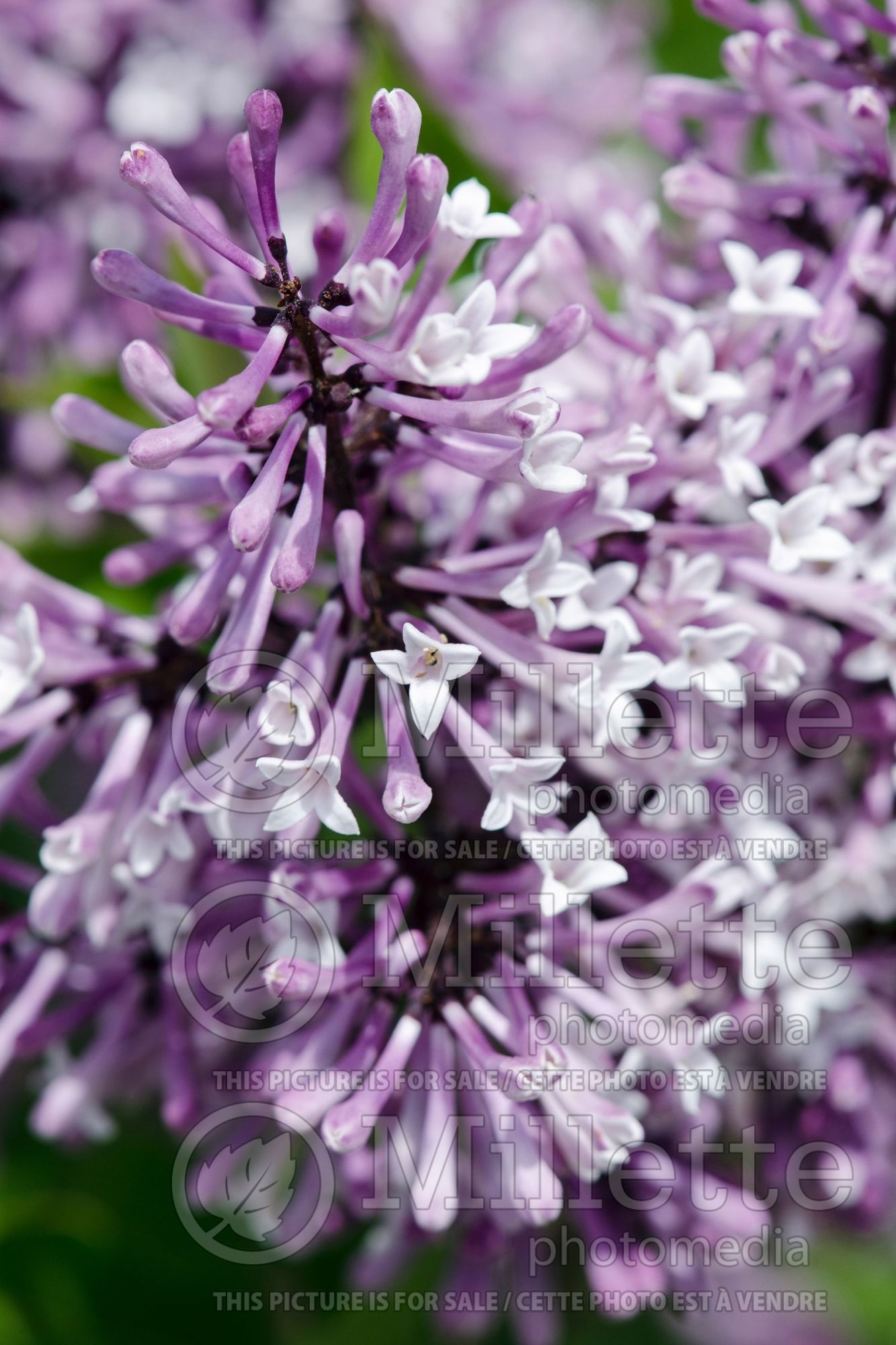 Syringa Miss Kim (Korean Lilac) 9