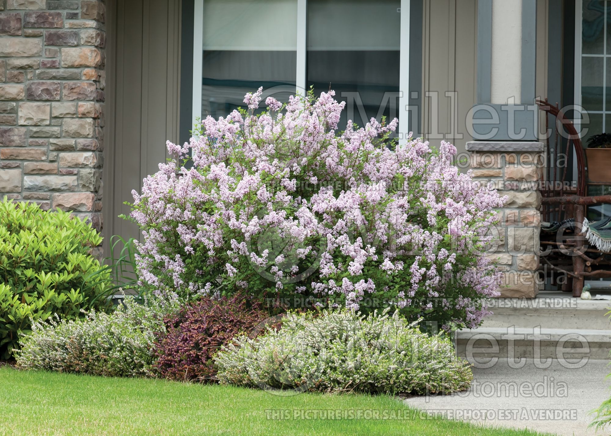 Syringa Miss Kim (Korean Lilac) 11