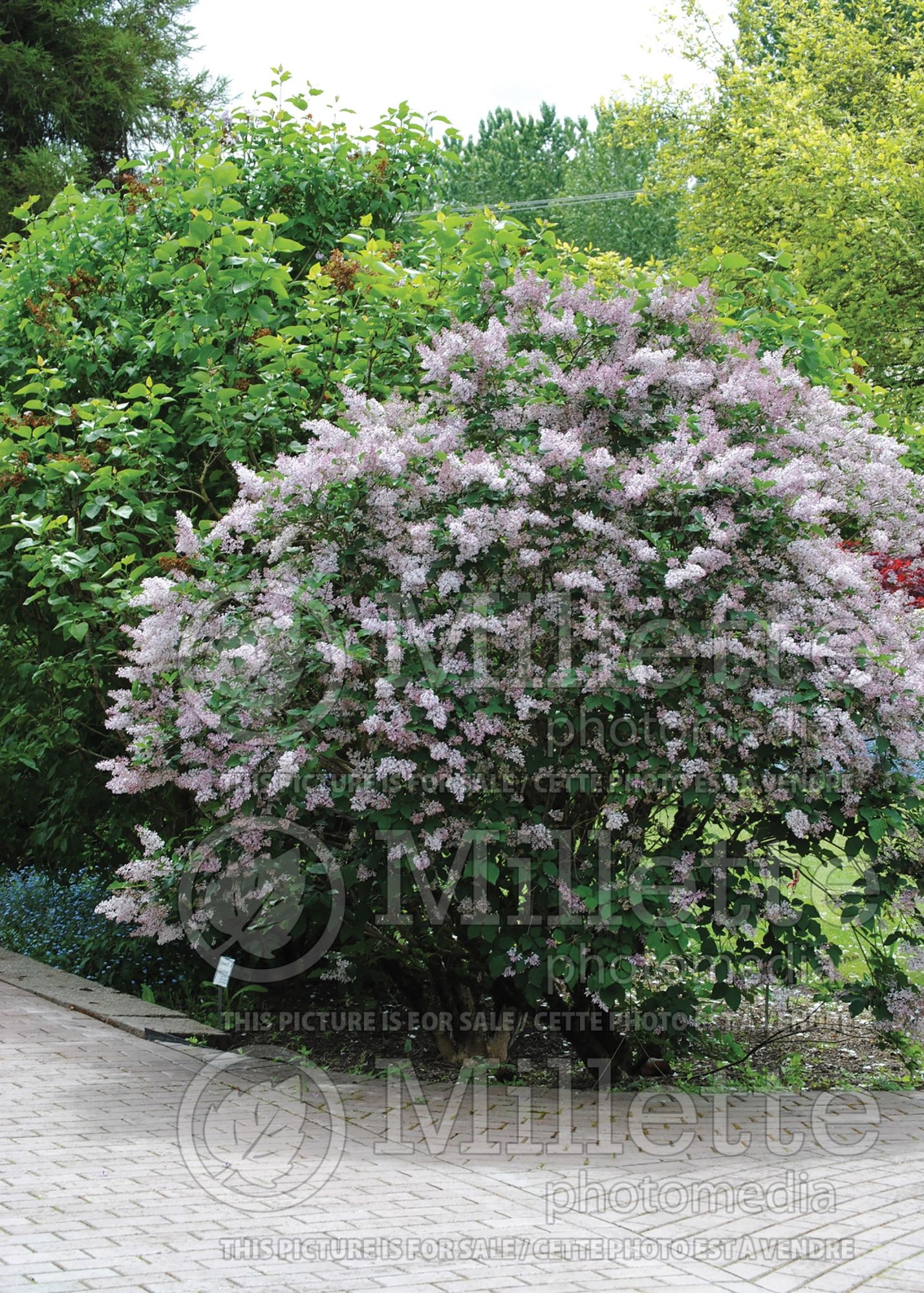 Syringa Miss Kim (Korean Lilac) 10
