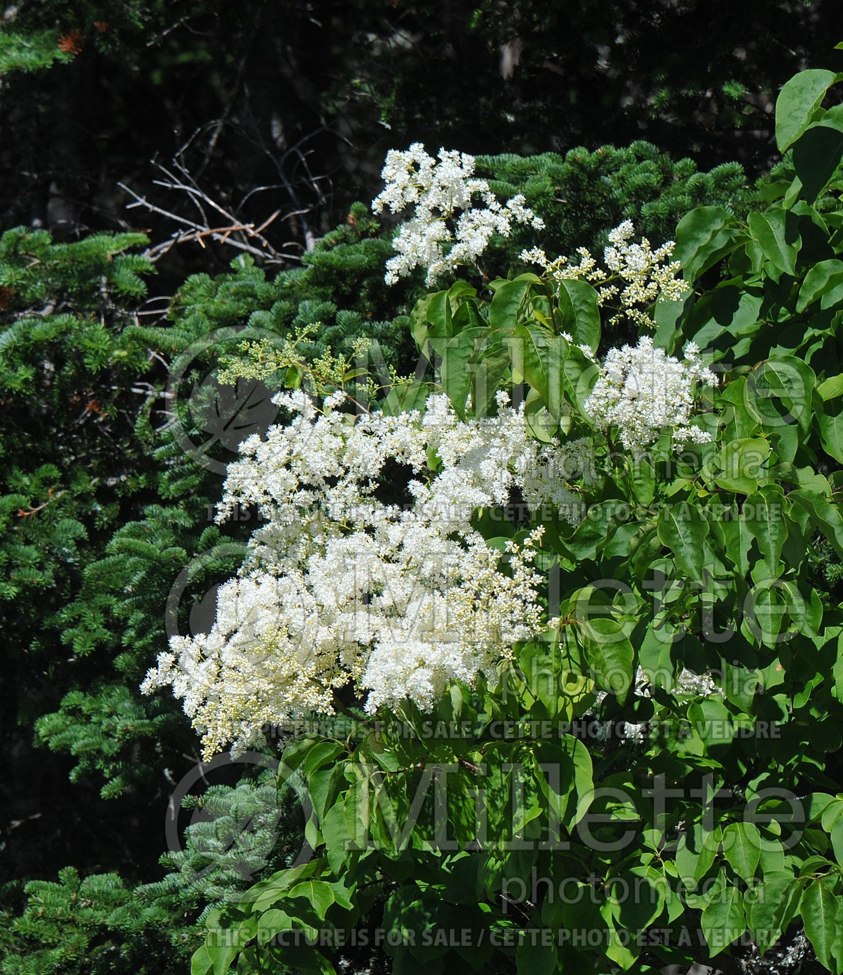 Syringa reticulata (Japanese lilac) 8