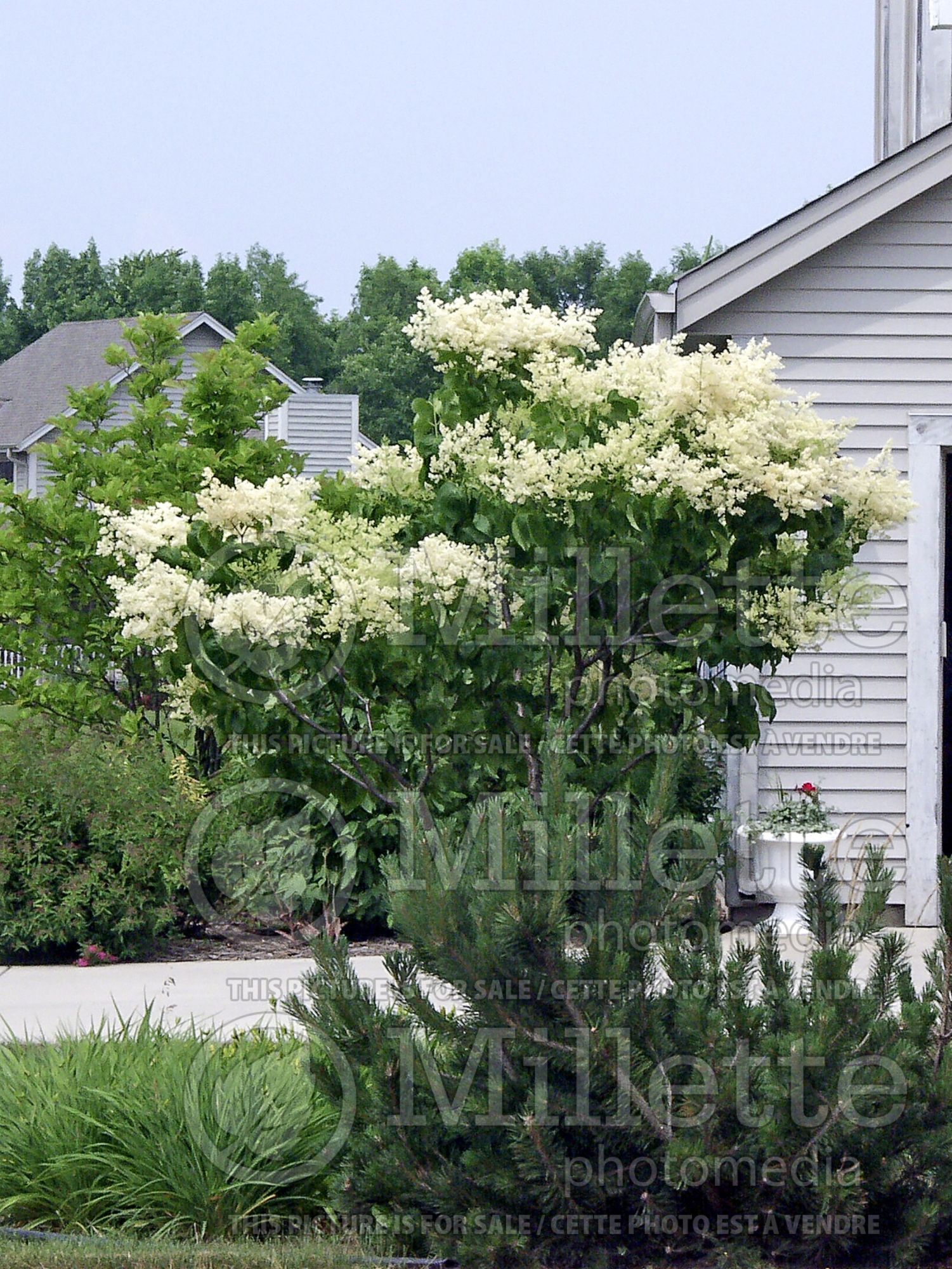 Syringa reticulata (Japanese lilac) 4