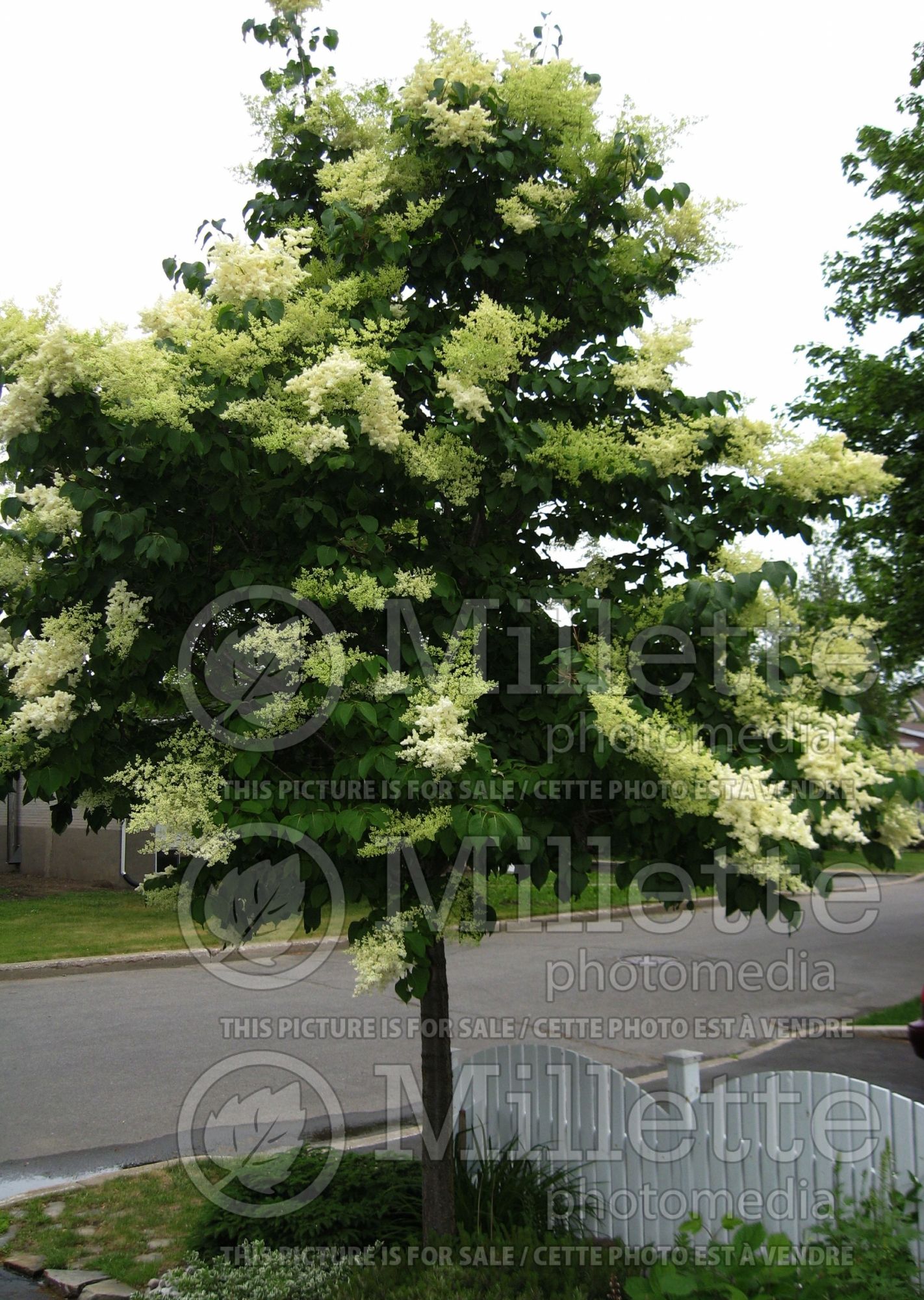 Syringa reticulata (Japanese lilac) 6