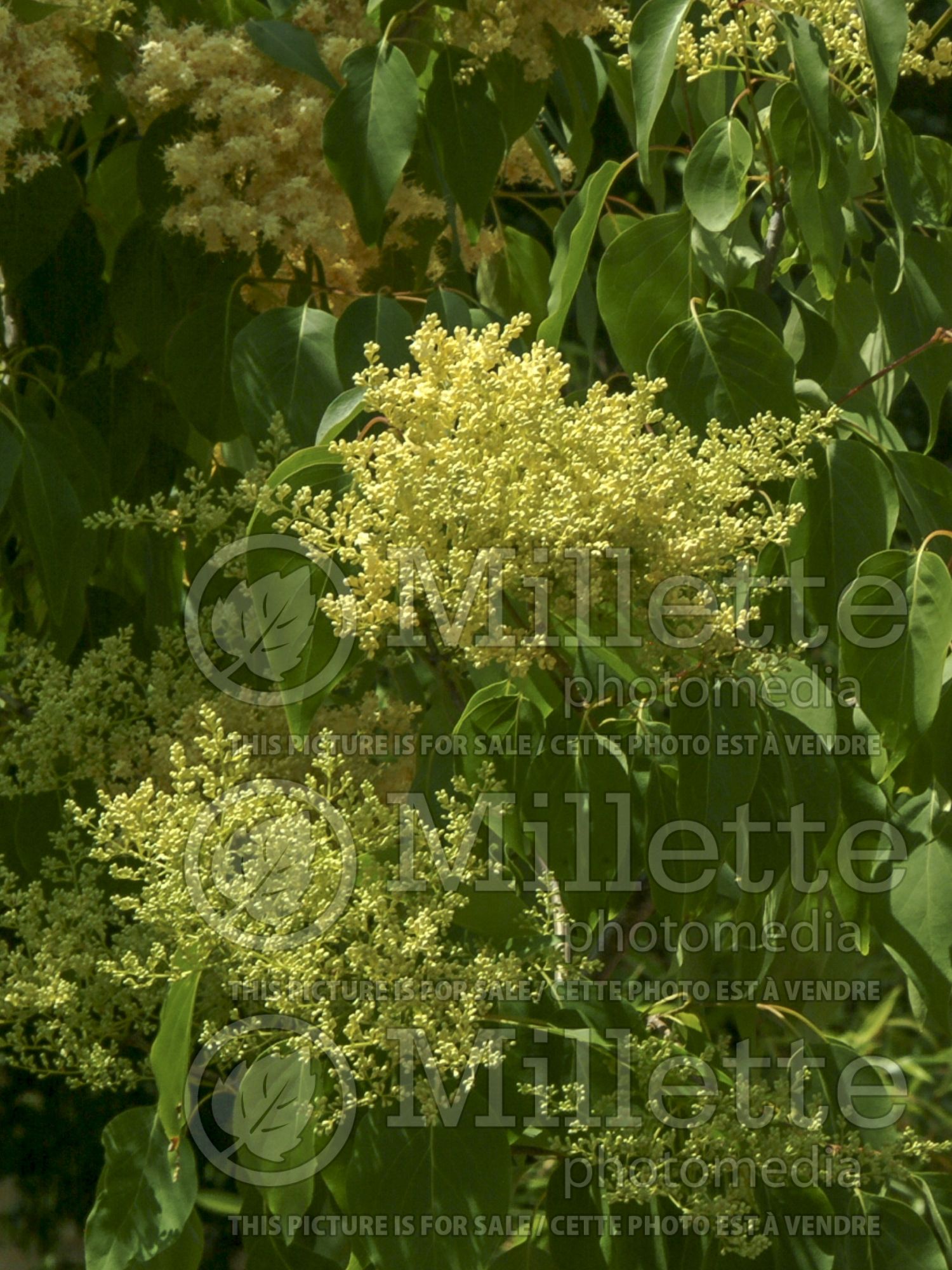 Syringa Beijing Gold aka Zhang Zhiming (lilac) 2