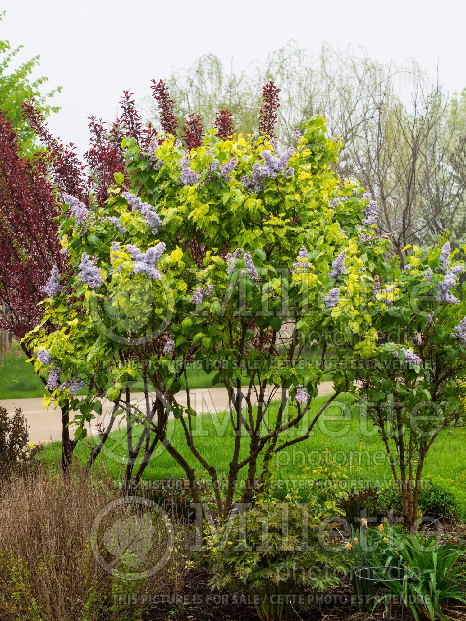 Syringa Aucubaefolia (French Lilac) 18