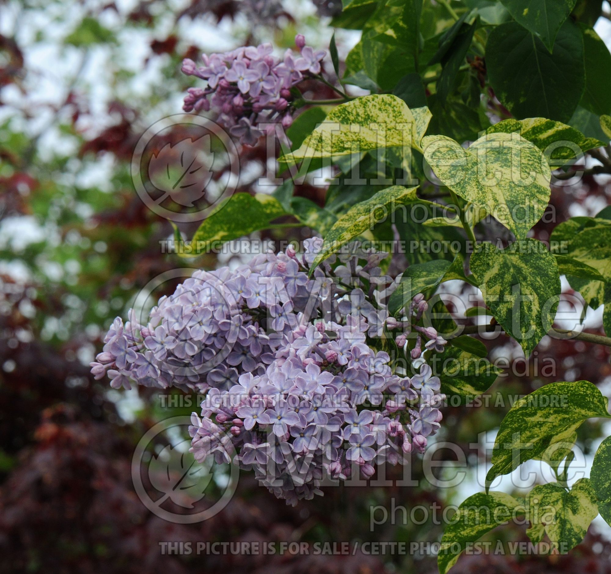 Syringa Aucubaefolia (French Lilac) 13