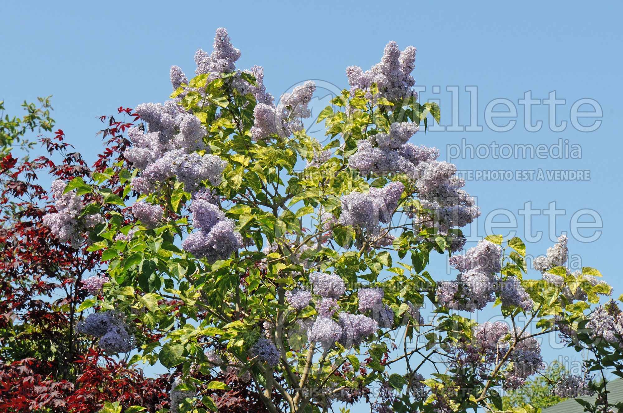 Syringa Aucubaefolia (French Lilac) 15