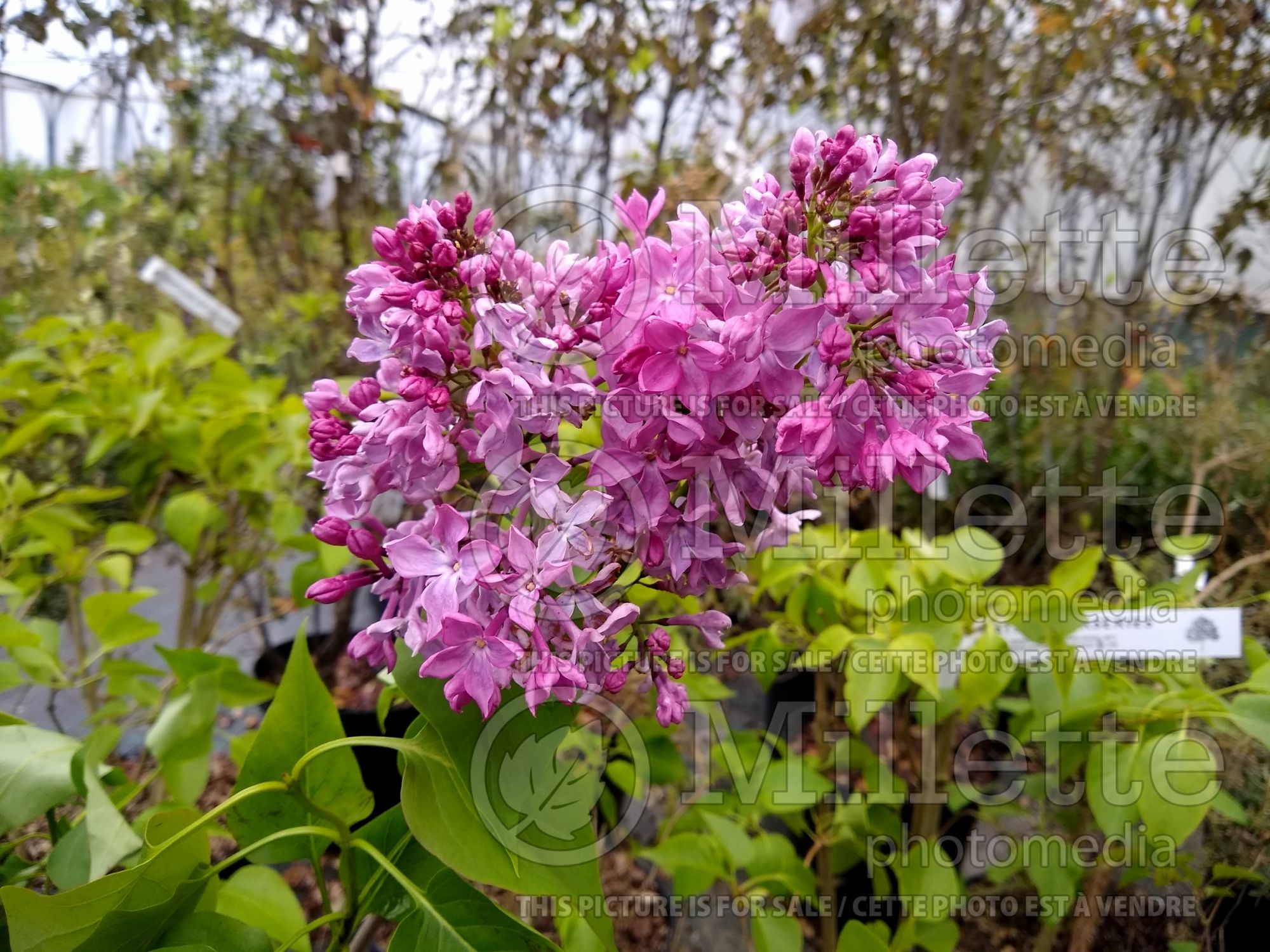 Syringa Princesse Sturdza (French Lilac) 1
