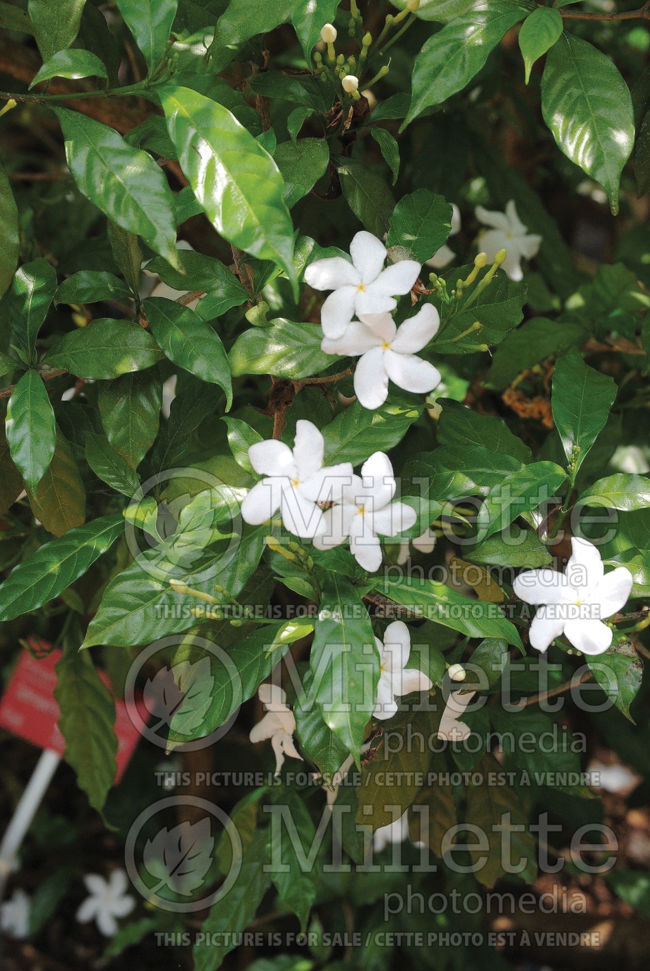 Tabernaemontana divaricata (pinwheelflower) 1