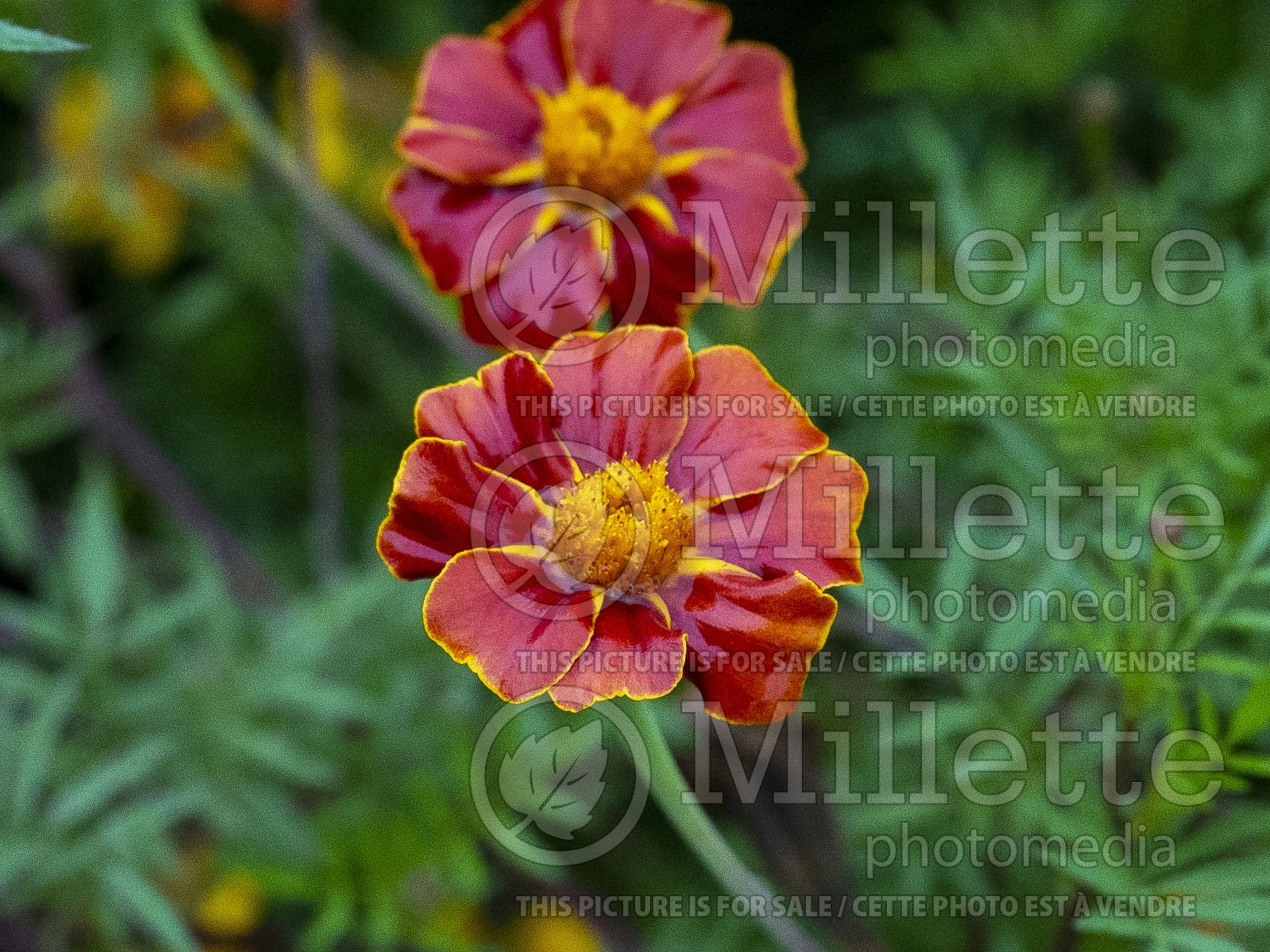 Tagetes Burning Embers (Marigold) 1