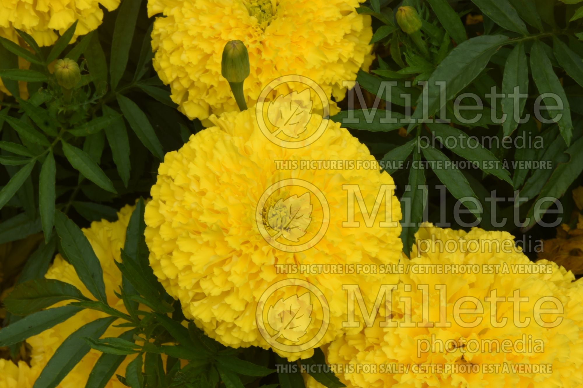 Tagetes Big Duck Yellow (Marigold) 1