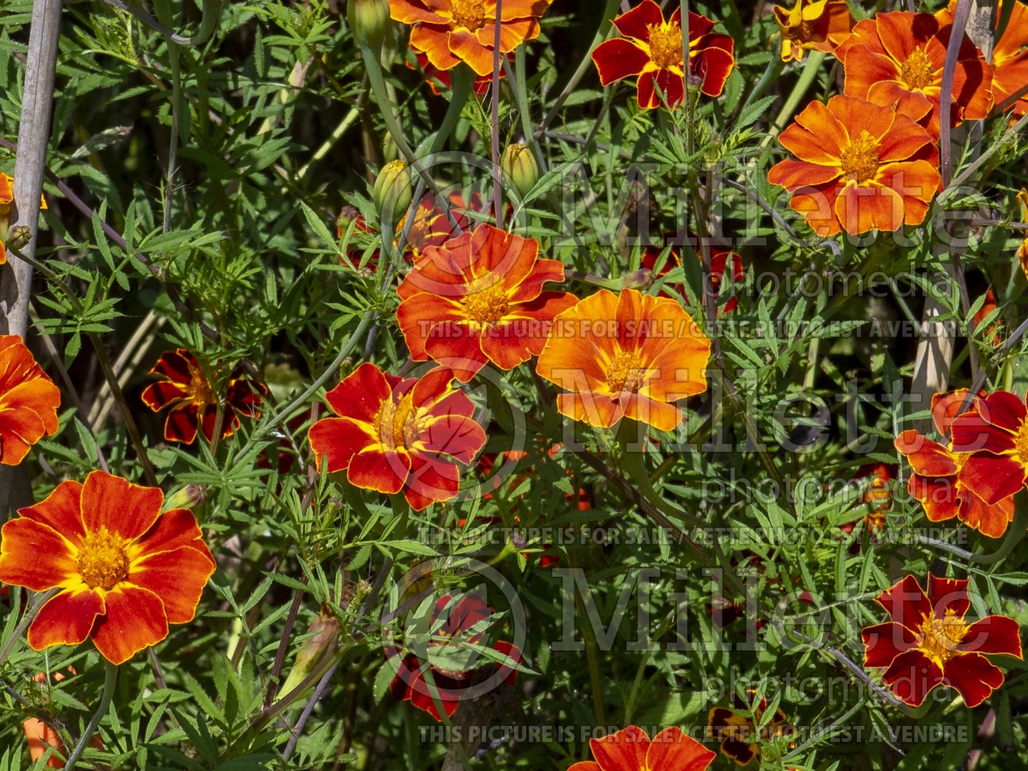 Tagetes Cinnabar (Marigold) 1