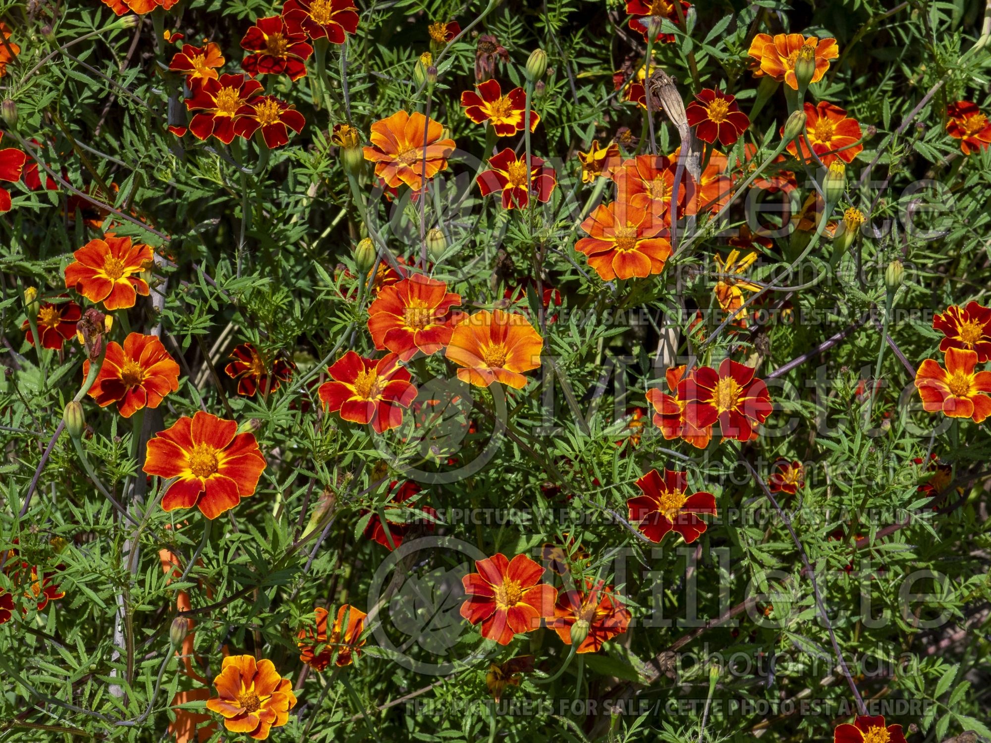 Tagetes Cinnabar (Marigold) 2