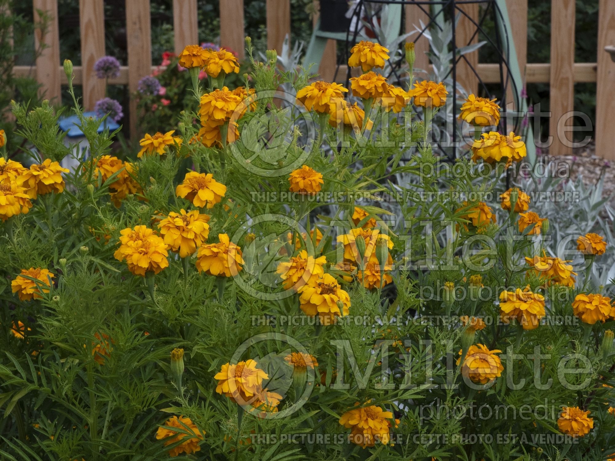 Tagetes Tururu (Marigold) 1