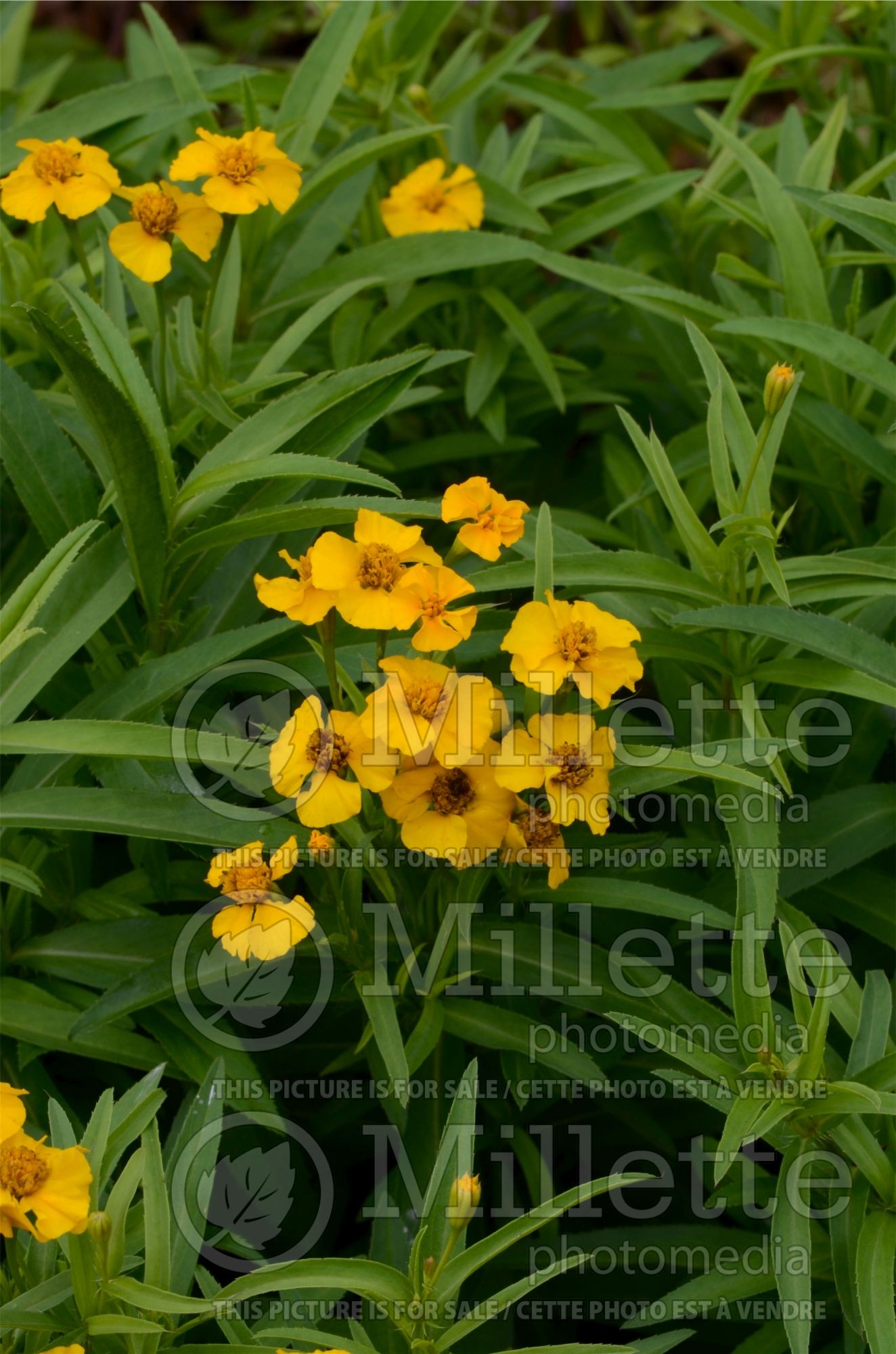Tagetes lucida (Mexican tarragon) 3