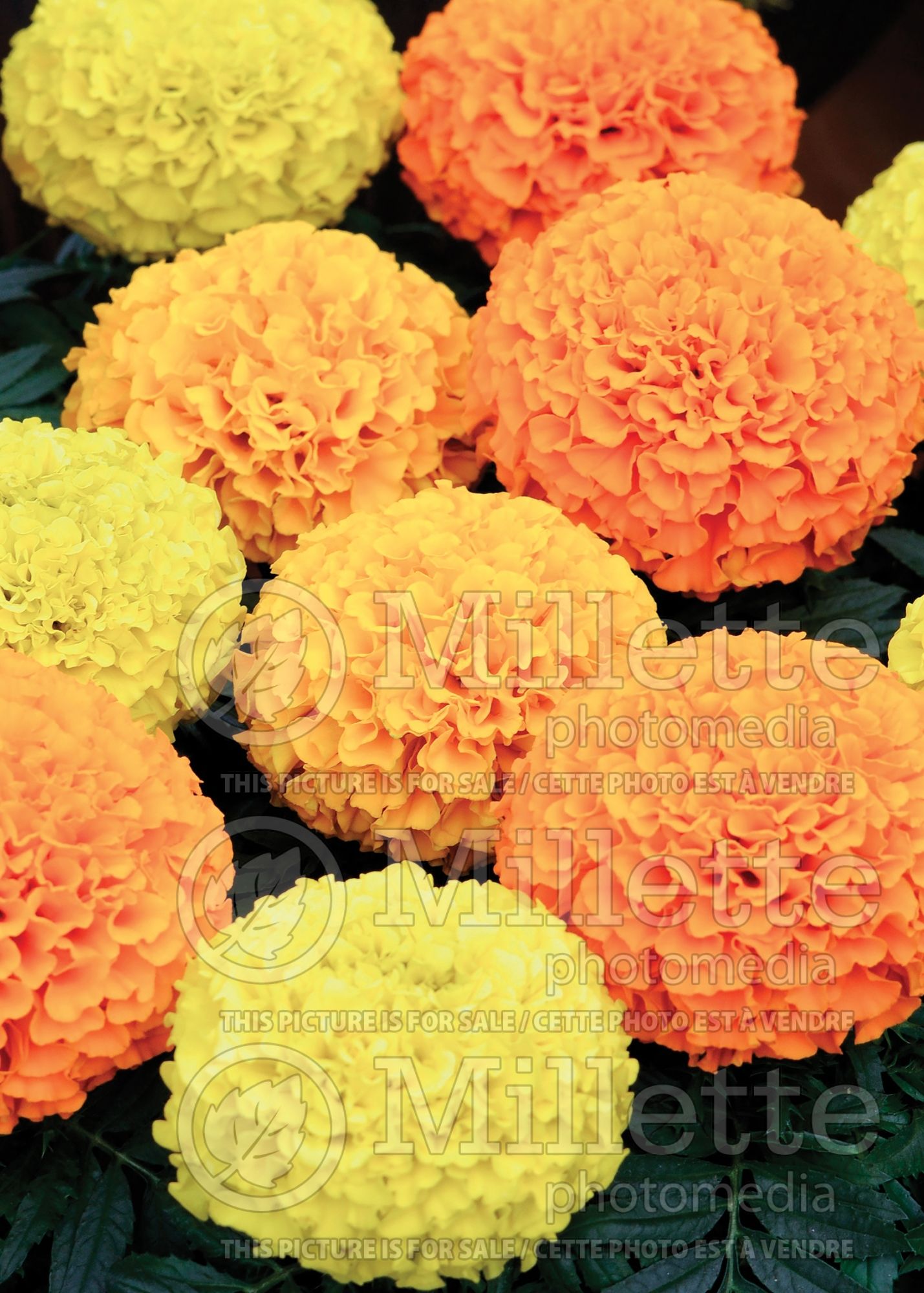 Tagetes Mix (Marigold) 2
