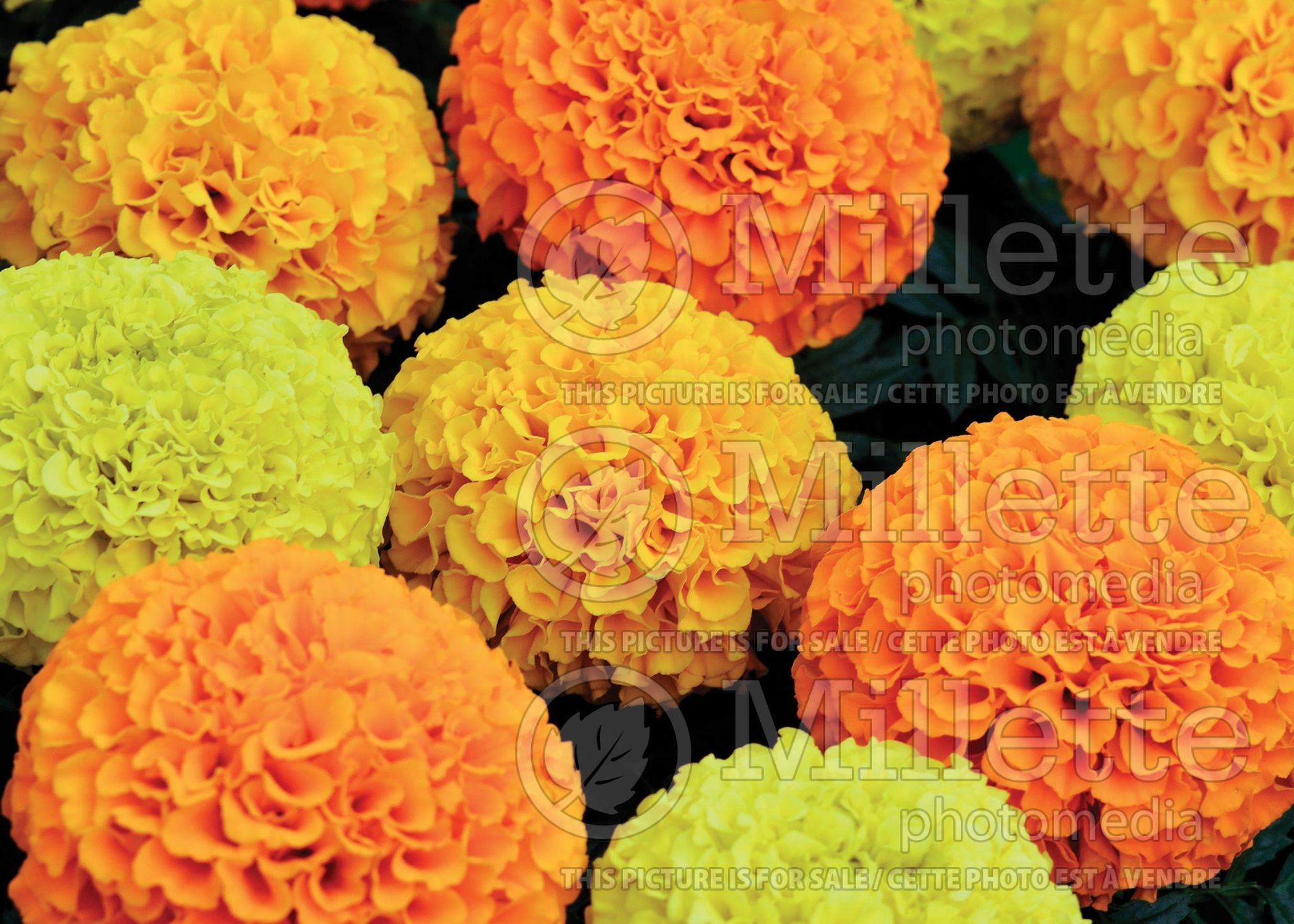 Tagetes Mix (Marigold) 3