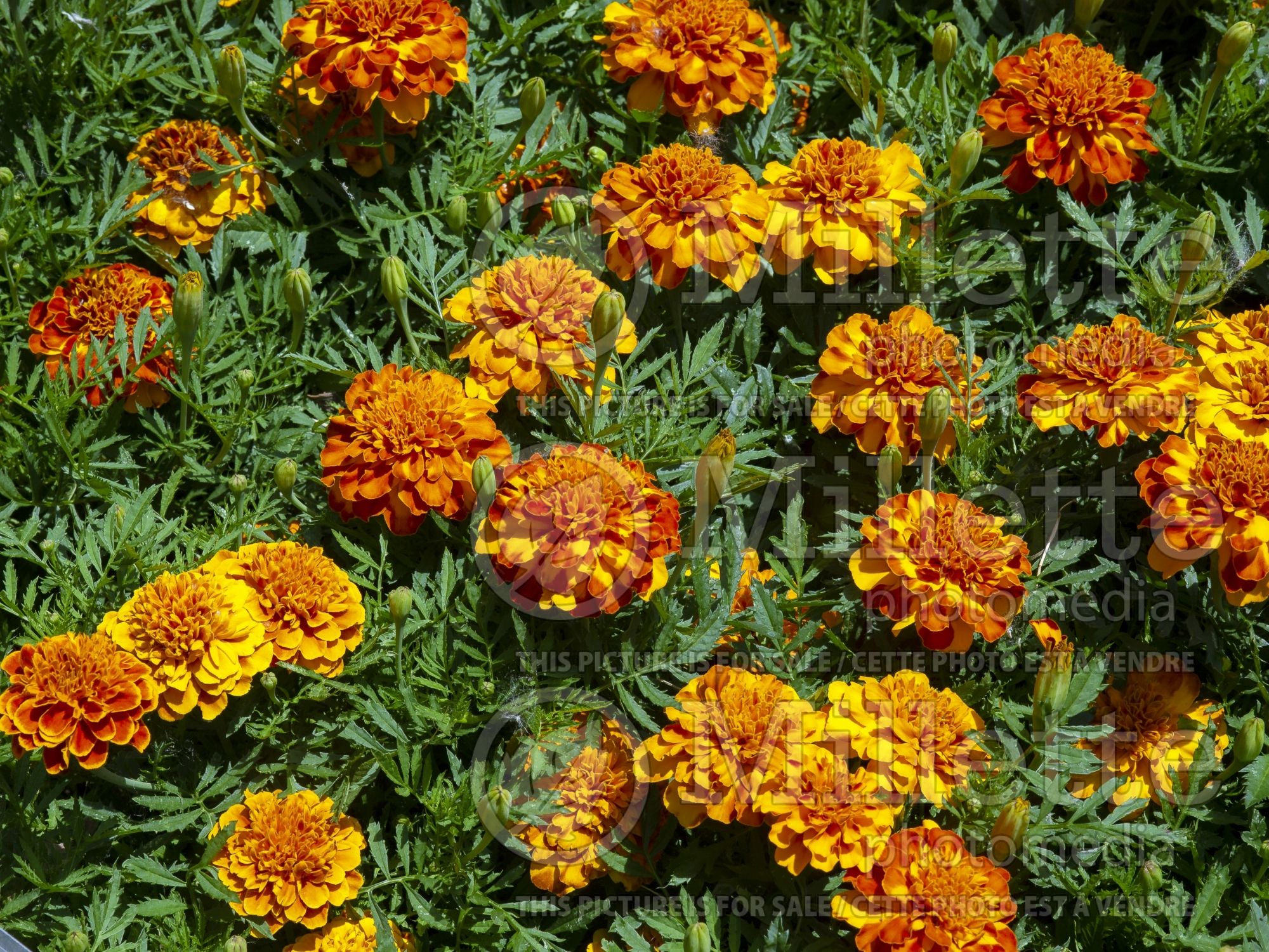 Tagetes Bonanza Bolero (Marigold) 1