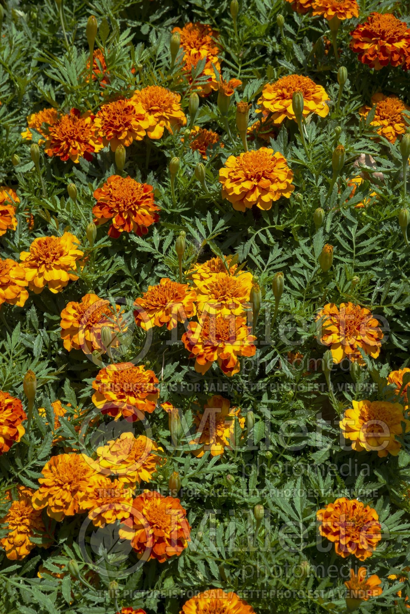 Tagetes Bonanza Bolero (Marigold) 2