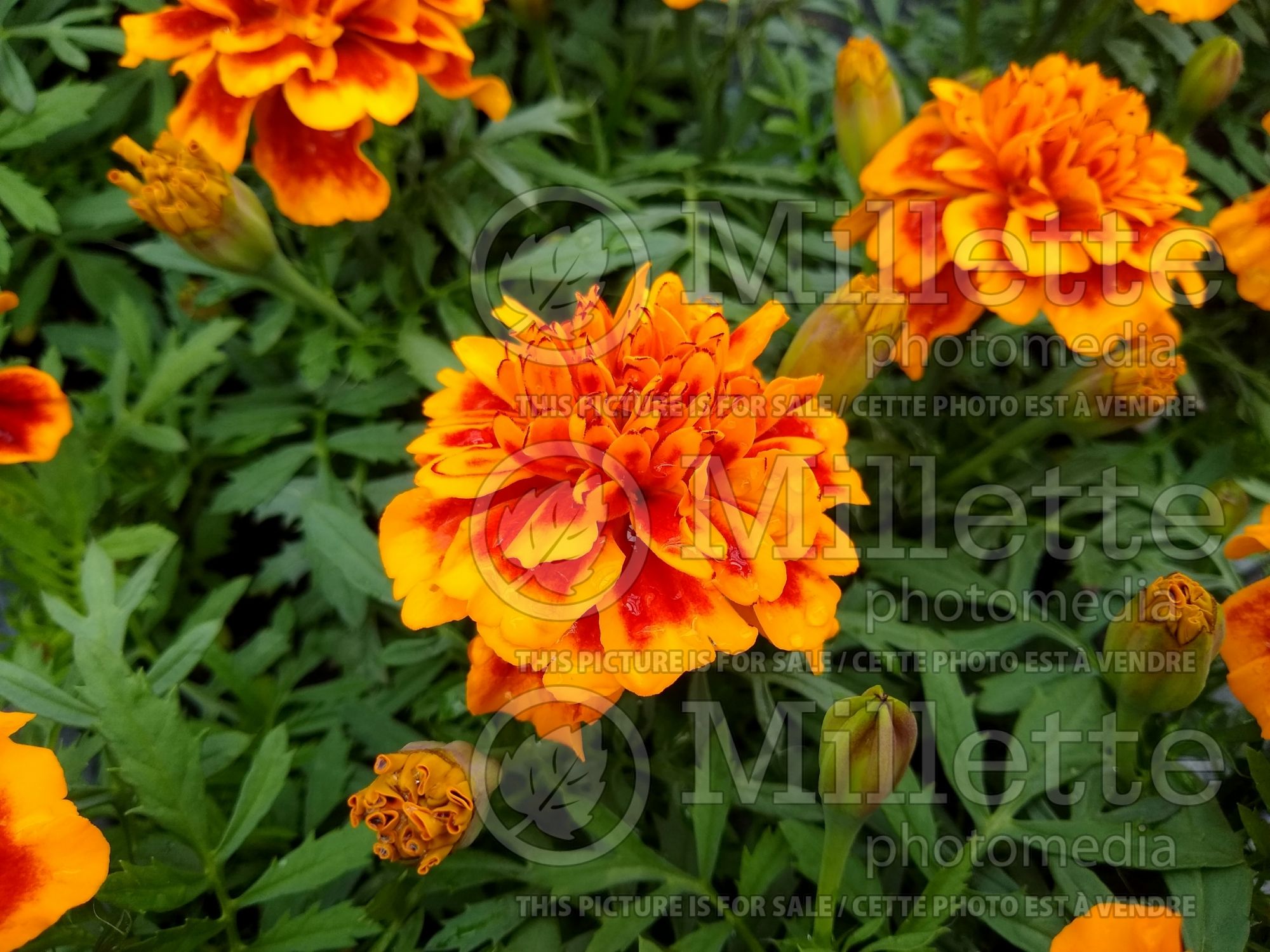 Tagetes Bonanza Flame (French marigold) 2
