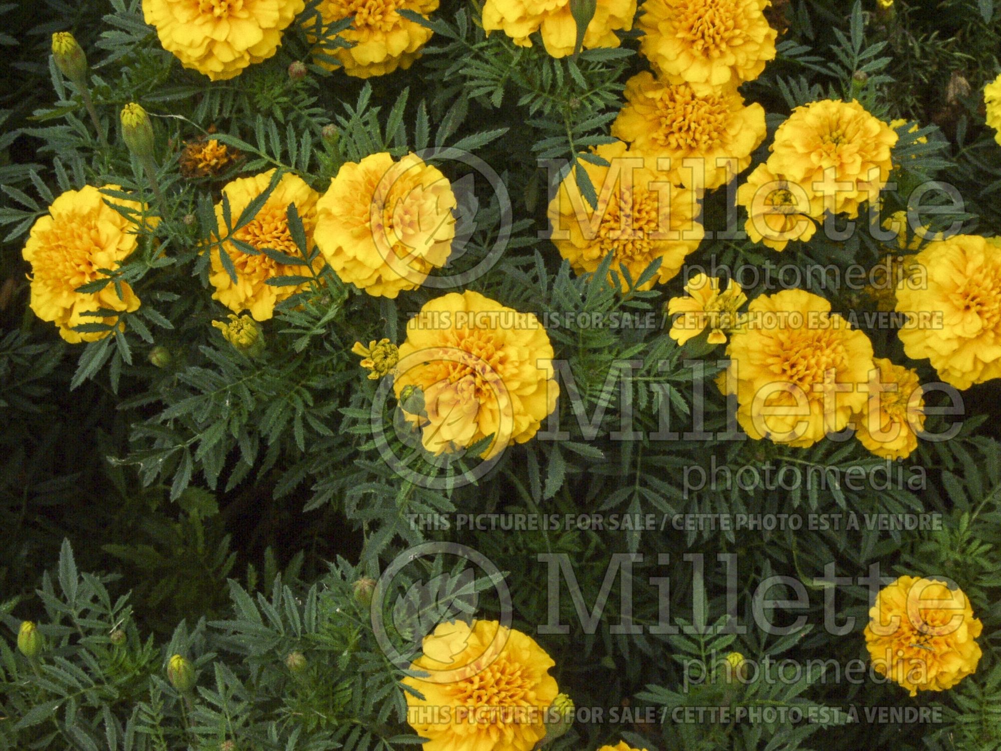 Tagetes Bonanza Gold (Marigold) 1