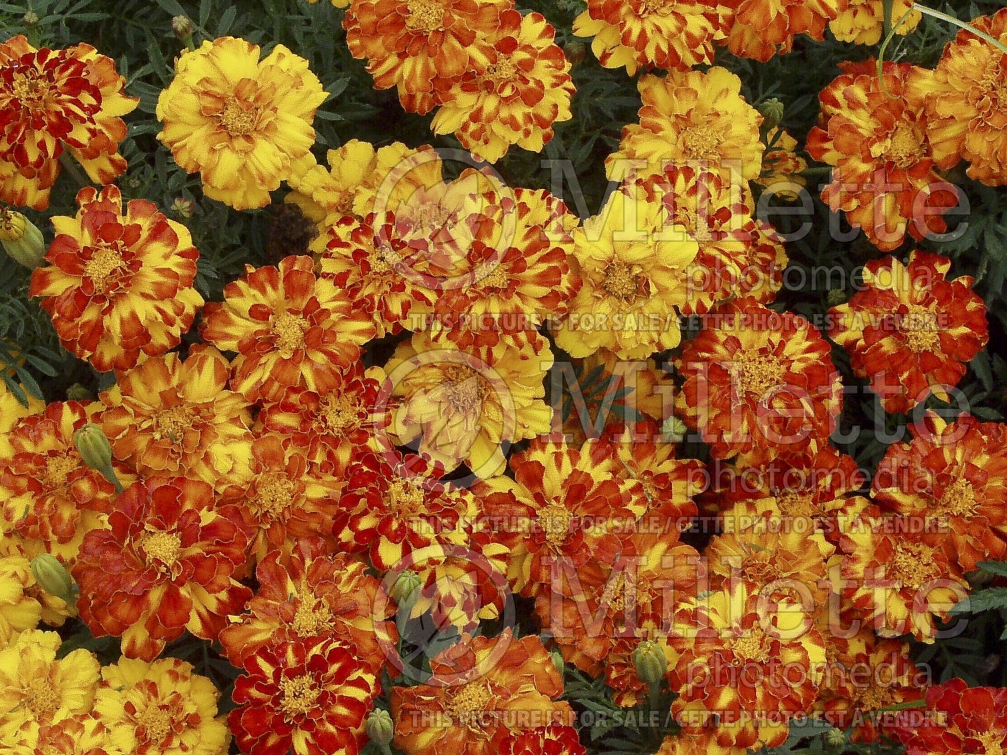 Tagetes Bonanza Harmony (Marigold) 1
