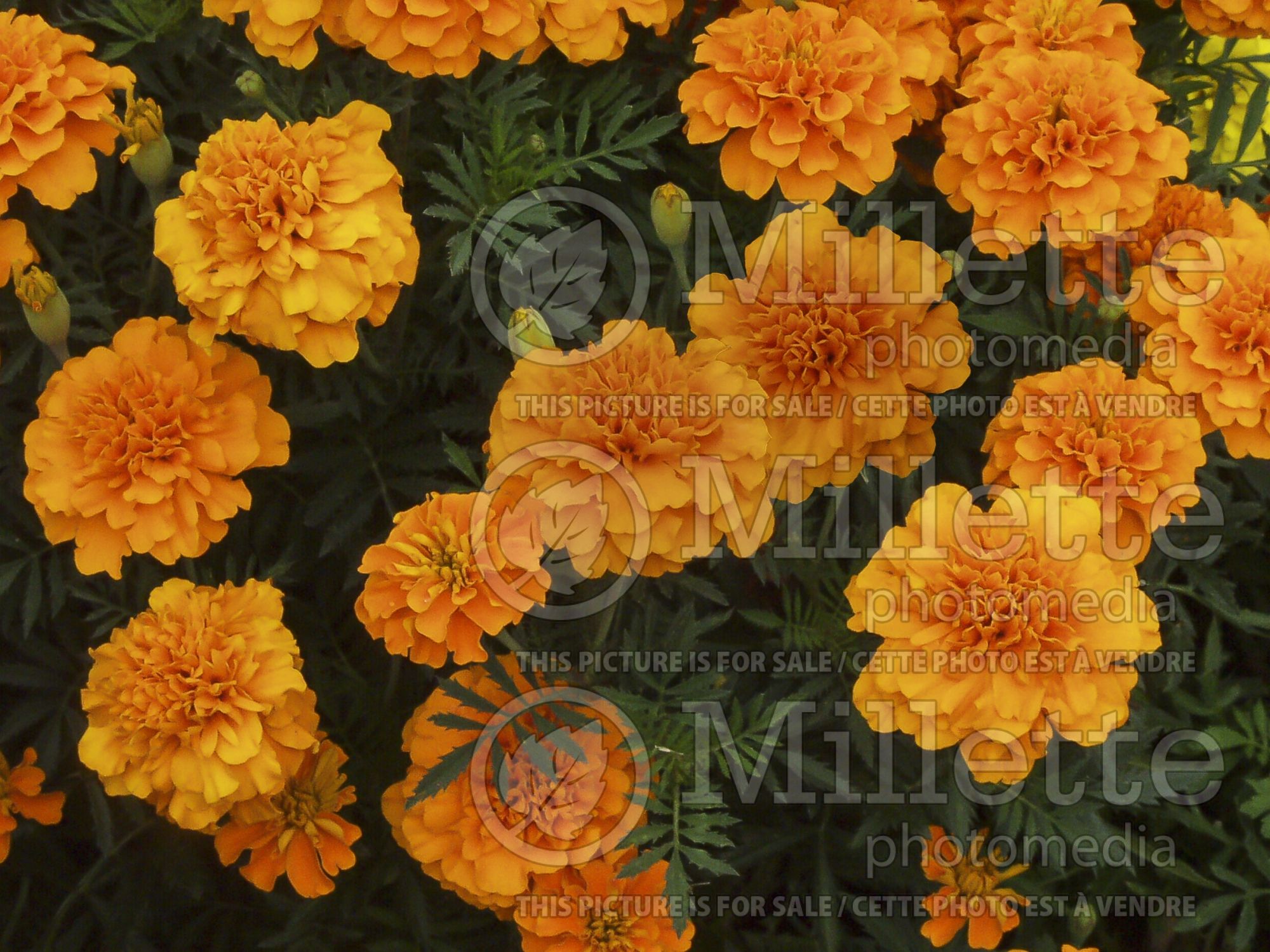 Tagetes Bonanza Orange (Marigold) 1
