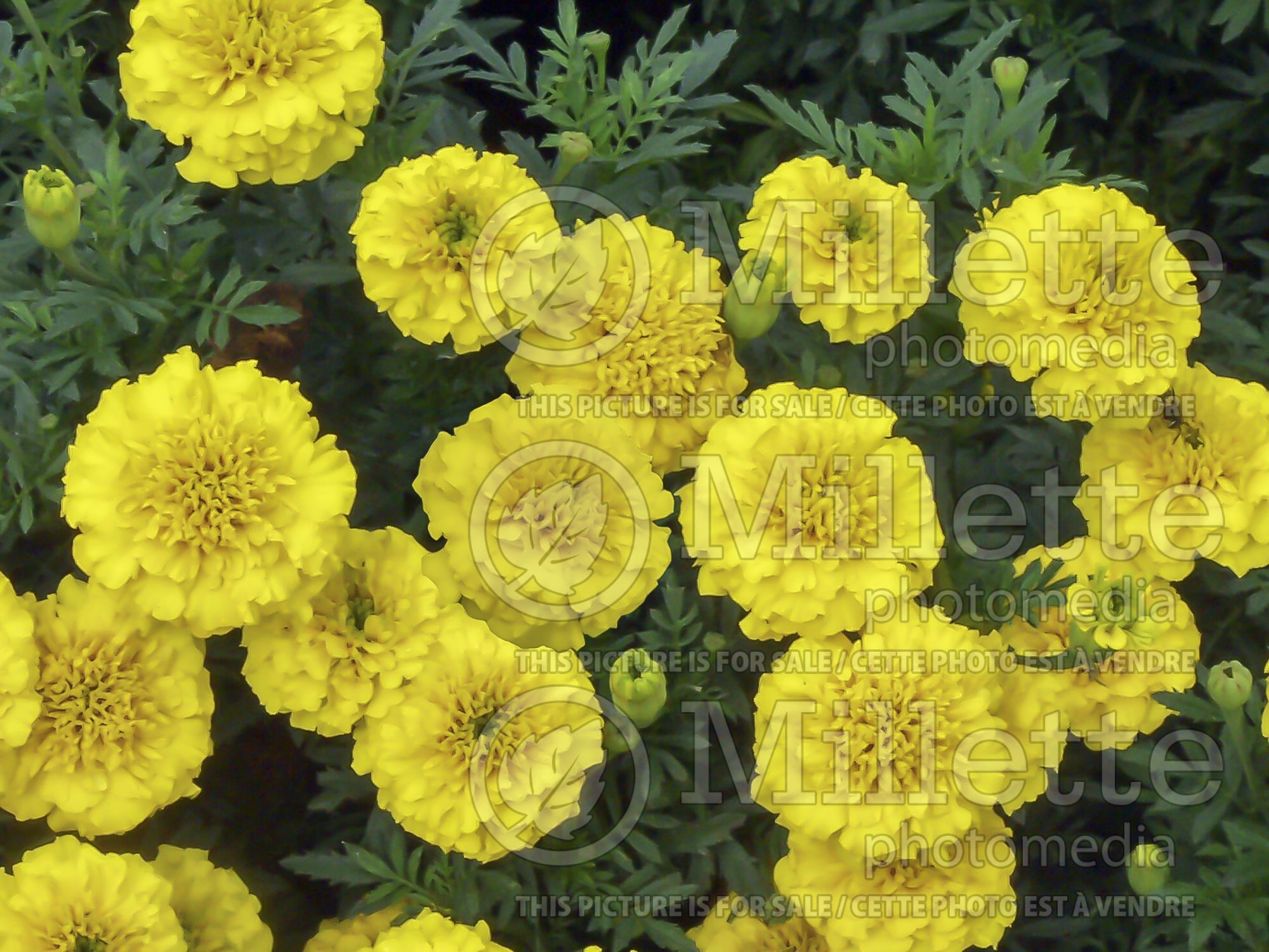 Tagetes Bonanza Yellow (Marigold) 1