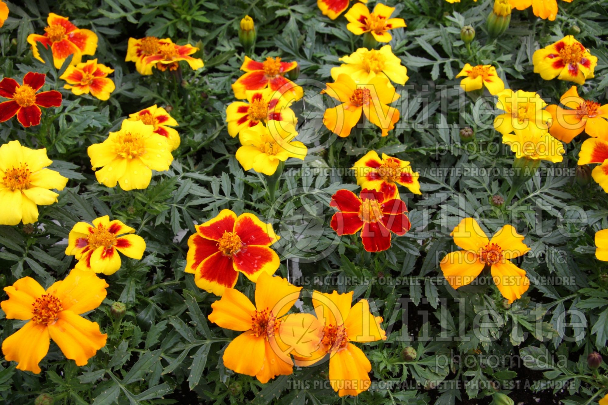 Tagetes Mix (Marigold) 1