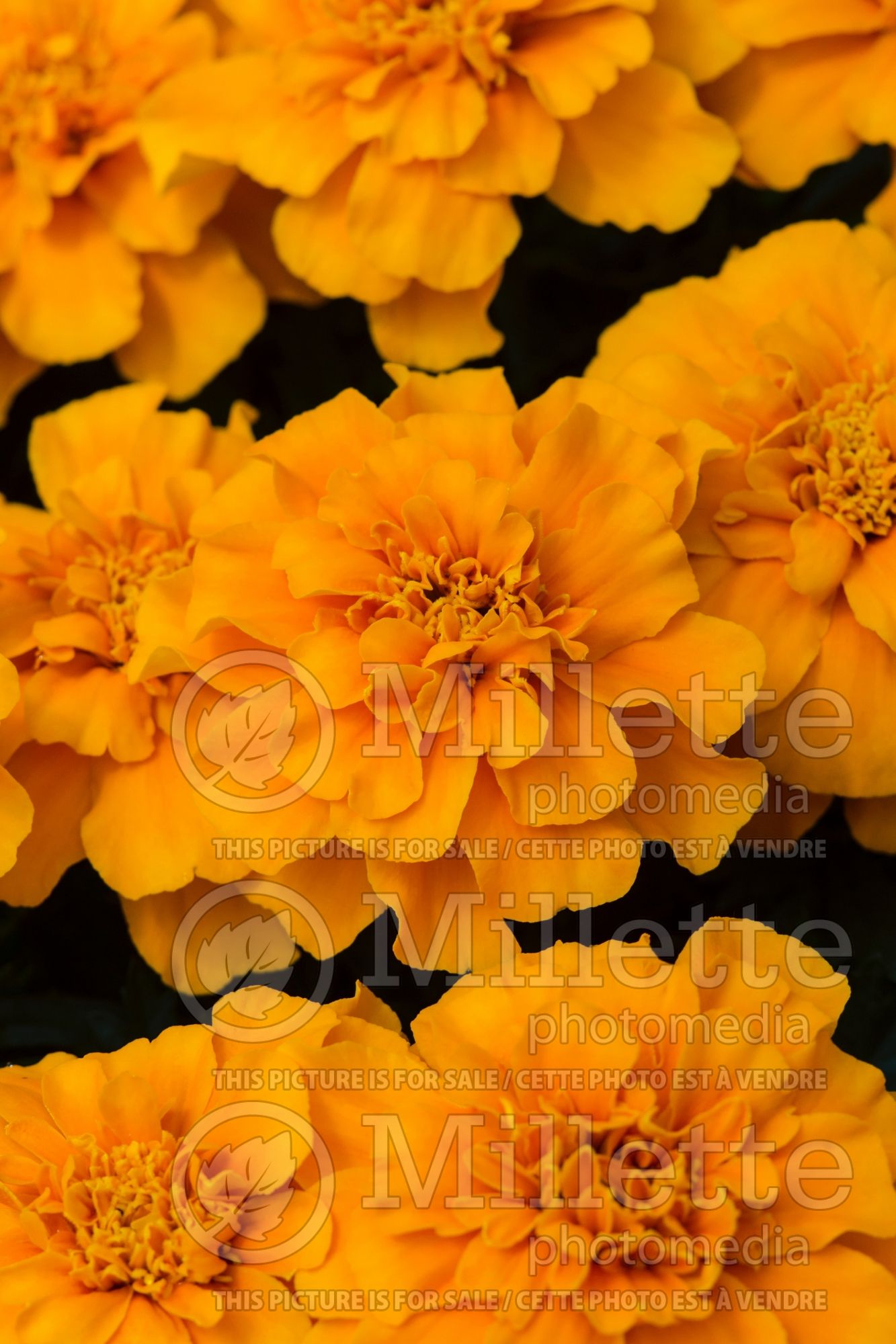 Tagetes Durango Orange (Marigold) 1